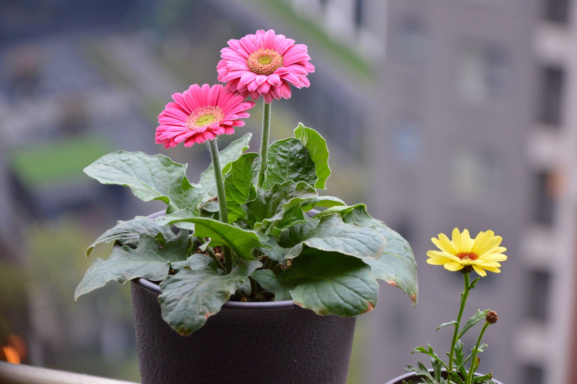 10 Best Plants for West-Facing Windows - Dengarden