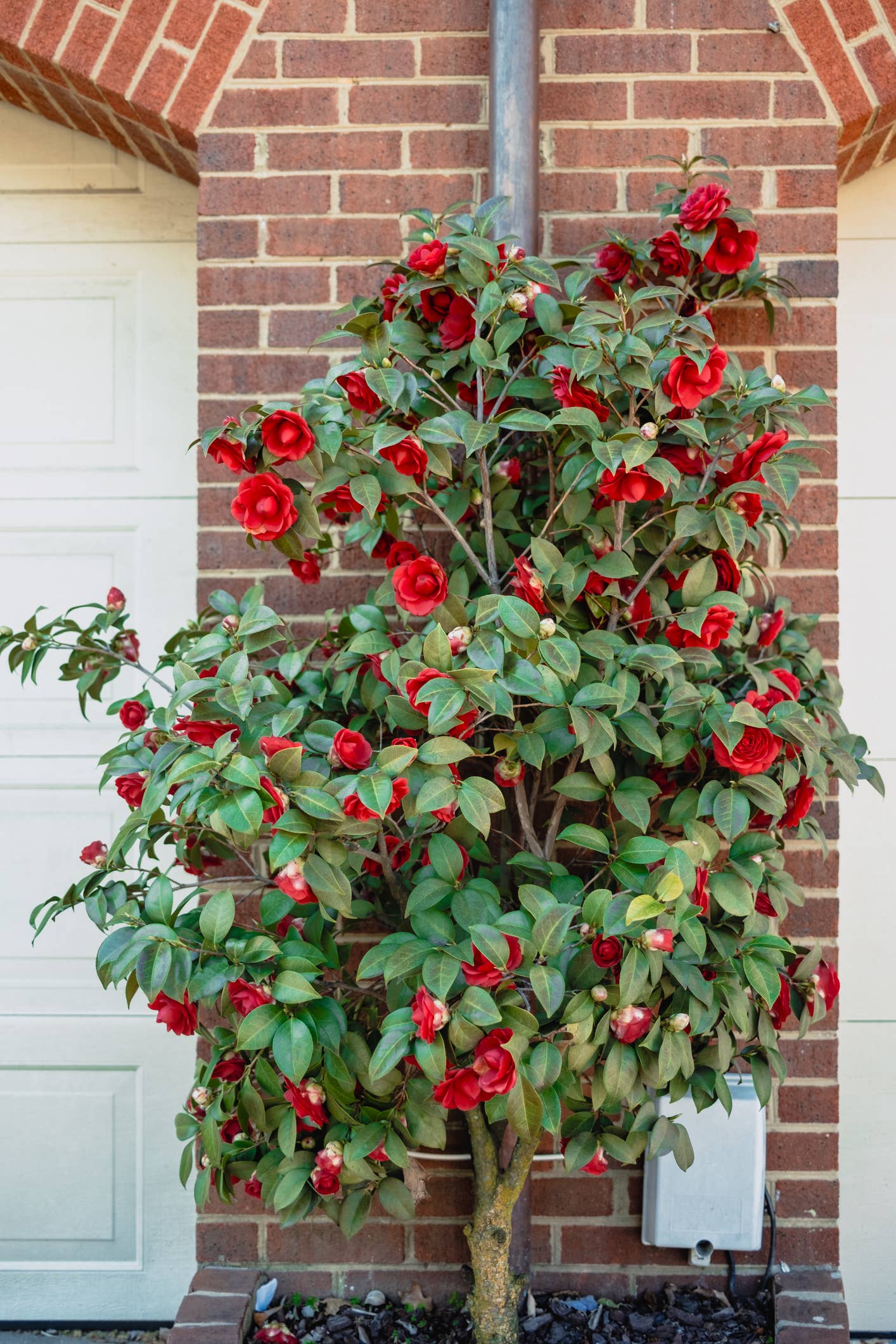 Best Winter Plants for Pots: 15 Plants That Thrive Even When Temps Drop -  Dengarden