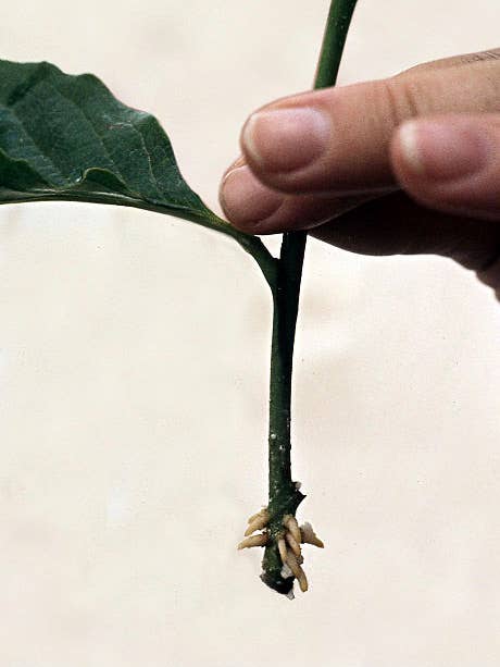 Propagitive Roots 5 Easy Ways to Propagate Plants Using Nature's Methods - Dengarden