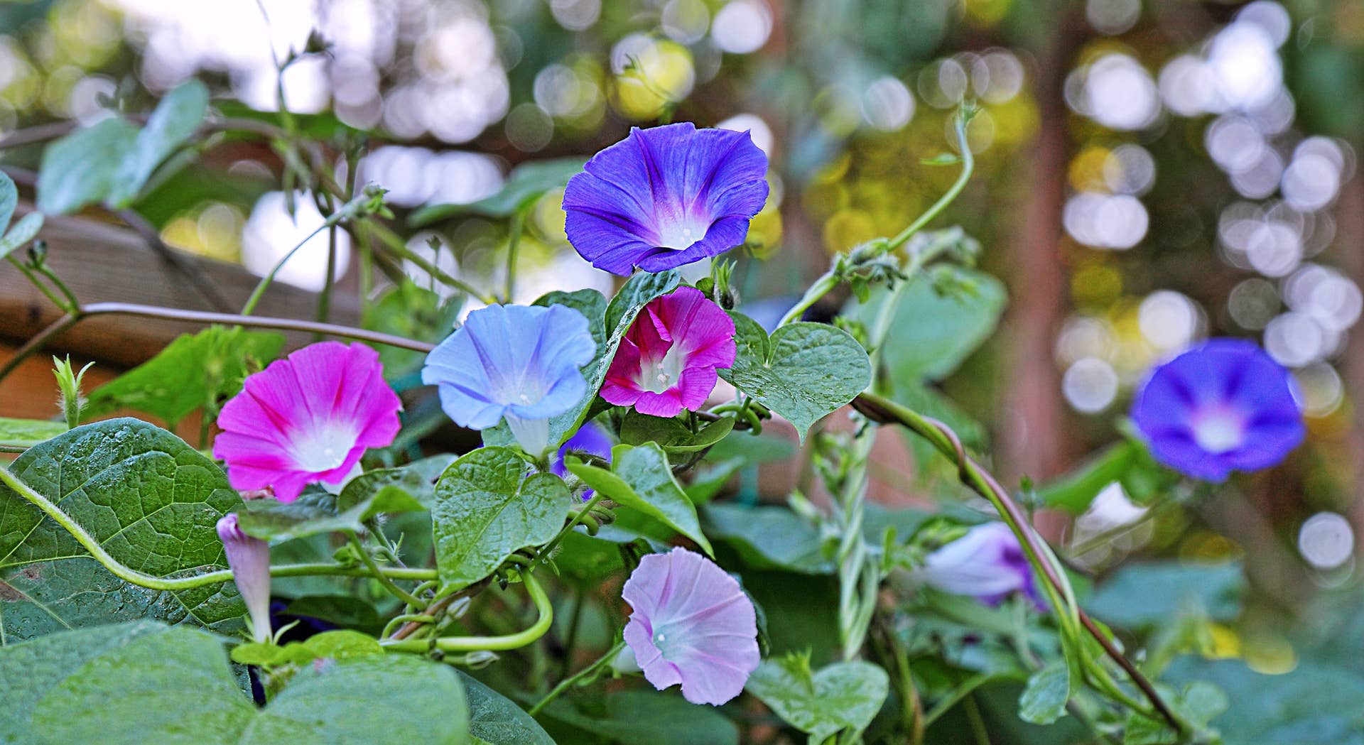 How to Grow Morning Glory: Planting Tips, Seed-Starting and More - Dengarden