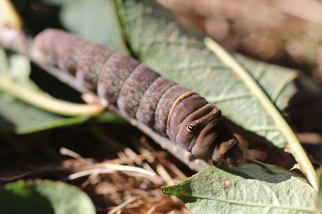 Brown Caterpillar Identification Guide, With Picture Dengarden