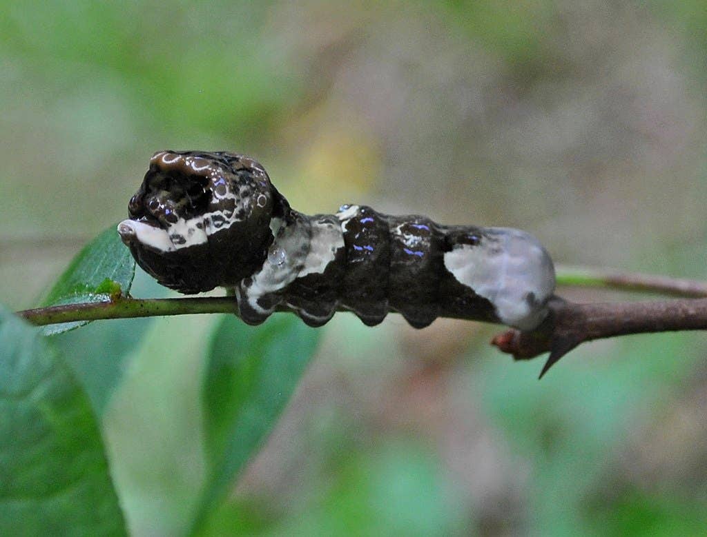 Brown Caterpillar Identification Guide, With Picture Dengarden