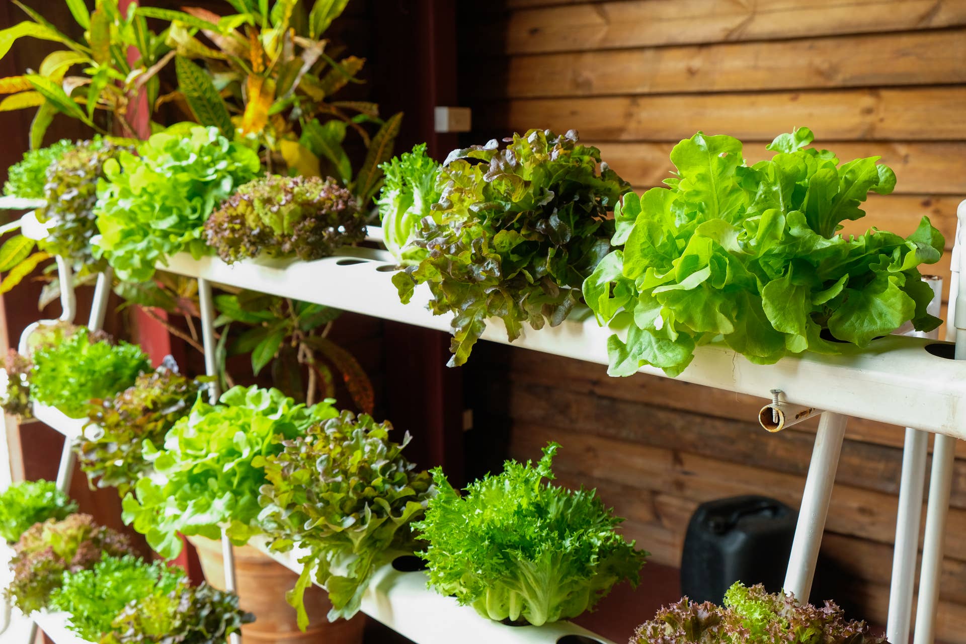 Best herbs and vegetables to grow in a hydroponic garden - Dengarden