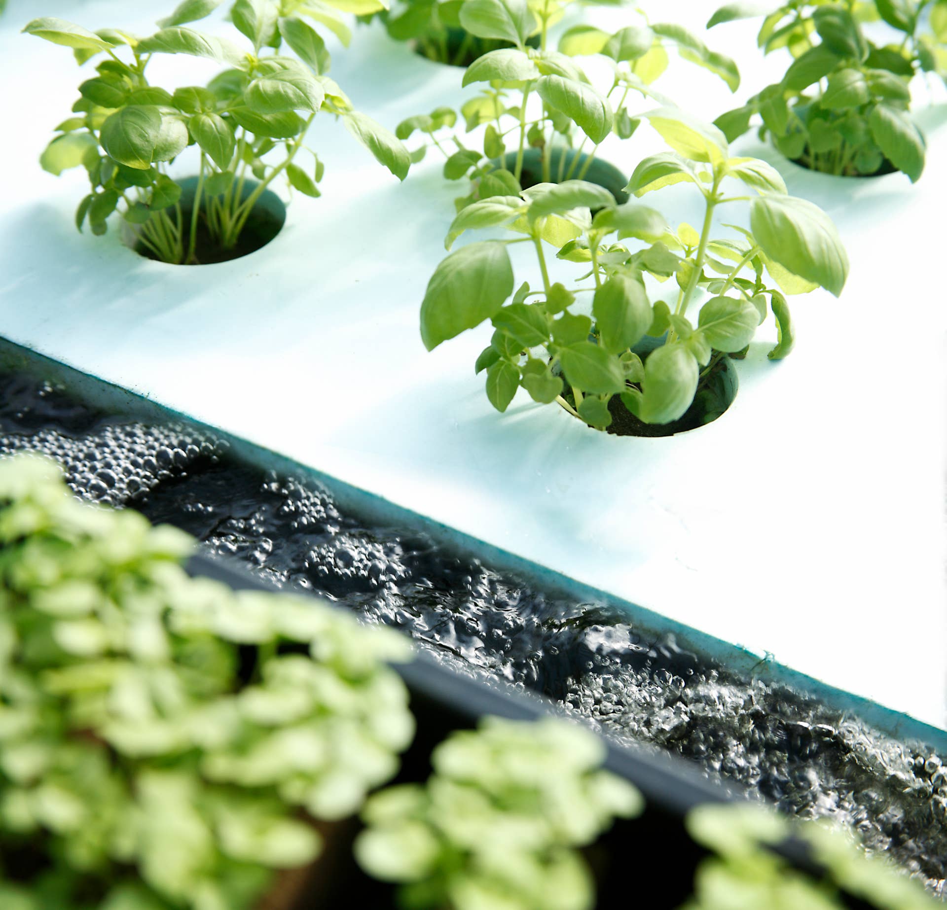 Best herbs and vegetables to grow in a hydroponic garden - Dengarden
