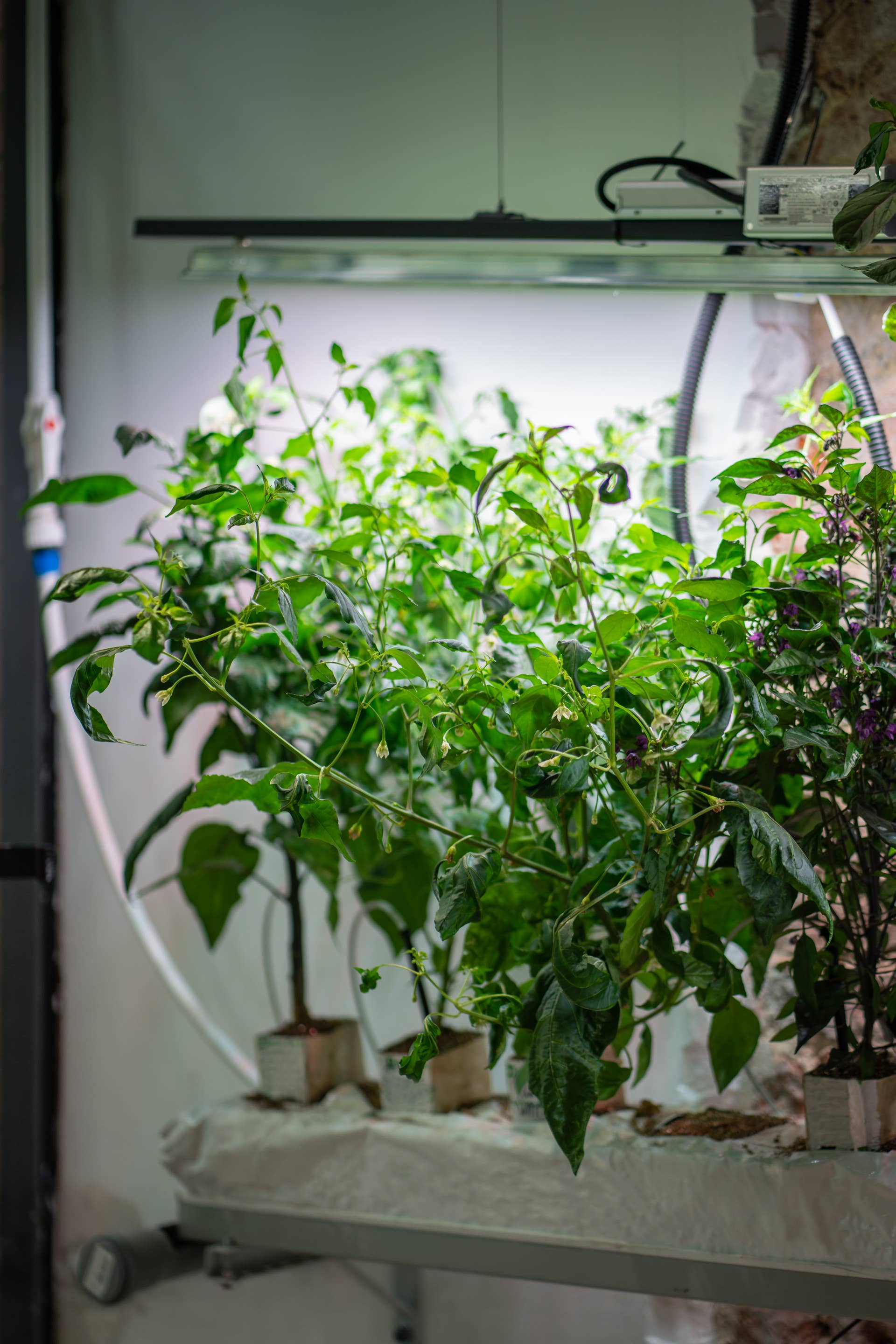 Best herbs and vegetables to grow in a hydroponic garden - Dengarden
