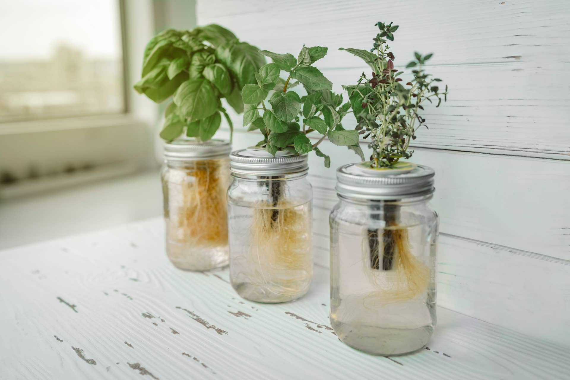 Best herbs and vegetables to grow in a hydroponic garden - Dengarden