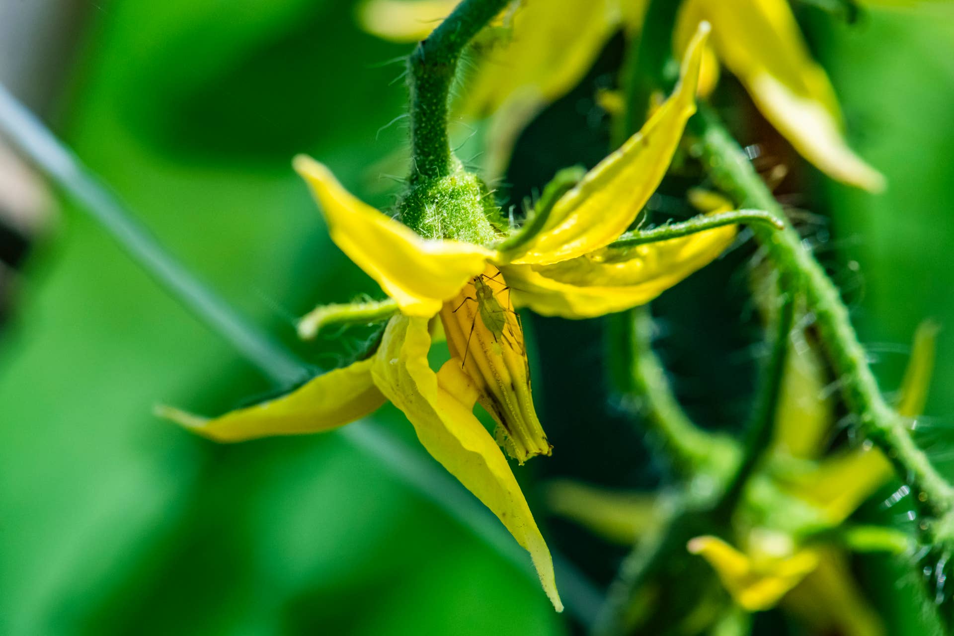 Why Your tomato Plant Is Dropping Flowersand What to Do About It -  Dengarden
