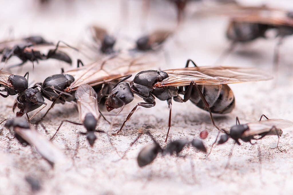 How to Identify and Deal With Insects in Your Kitchen - Dengarden