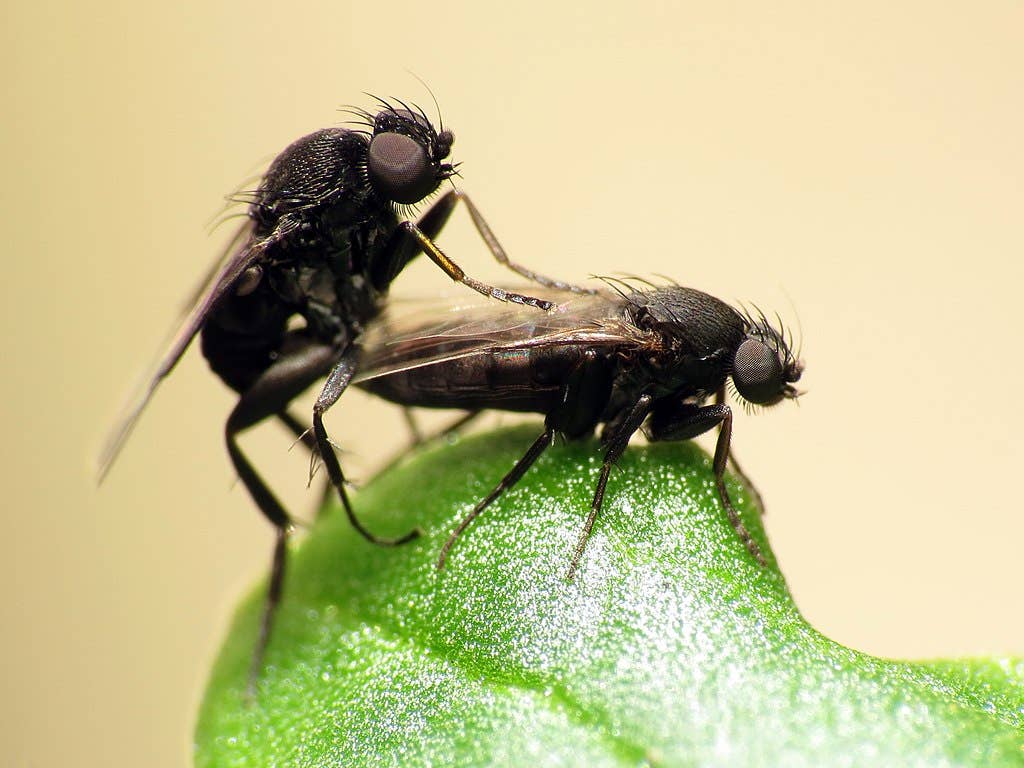How to Identify and Deal With Insects in Your Kitchen - Dengarden