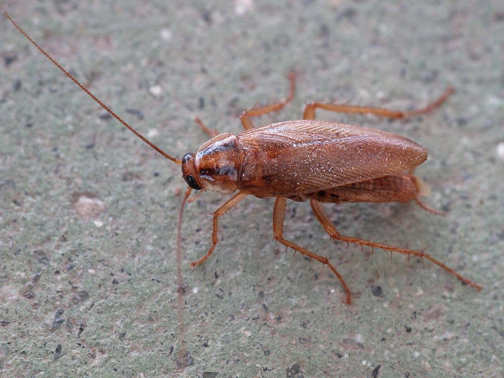 How to Identify and Deal With Insects in Your Kitchen - Dengarden