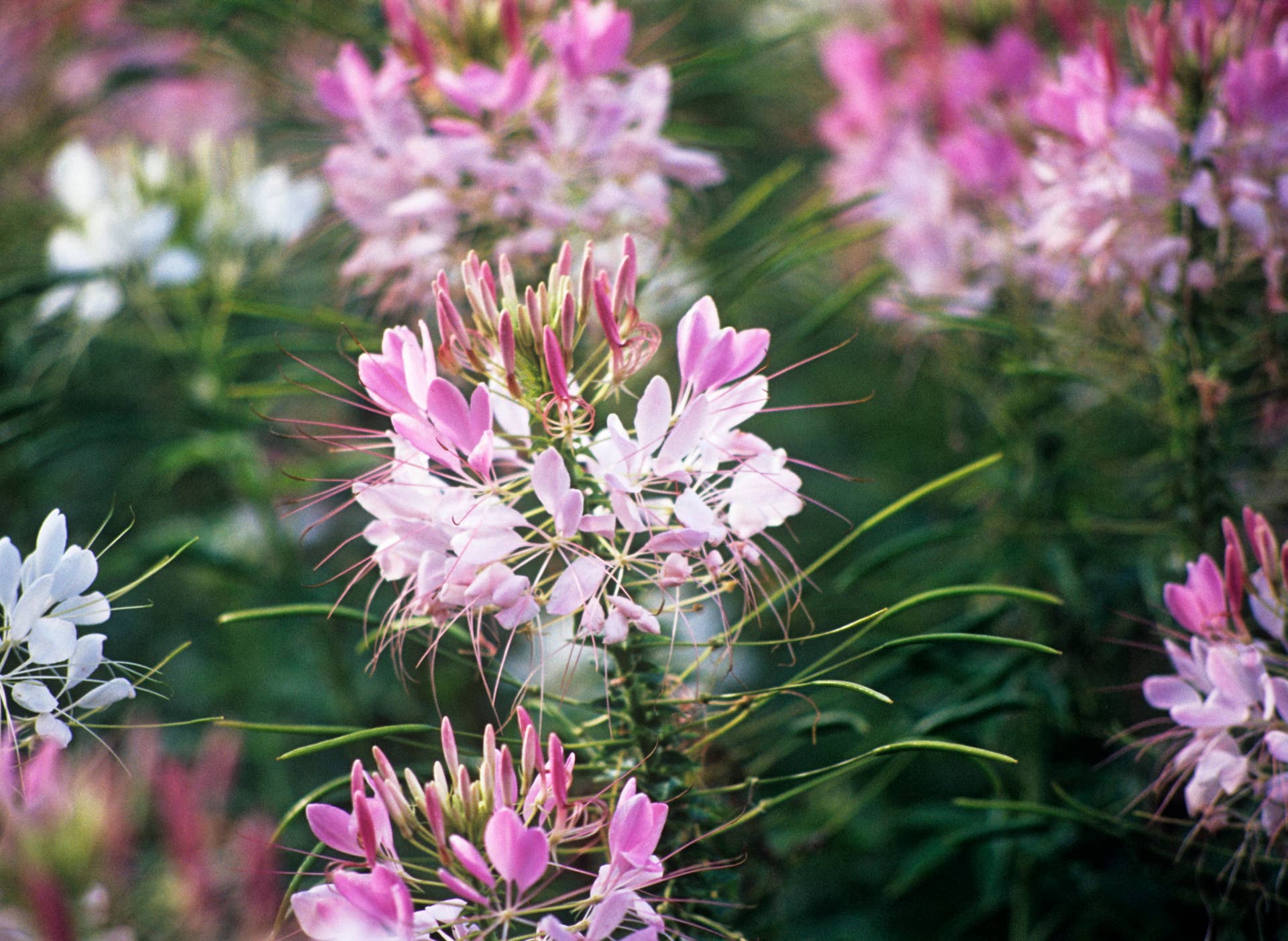 The Plants You Should Never Deadhead, According to Experts - Dengarden