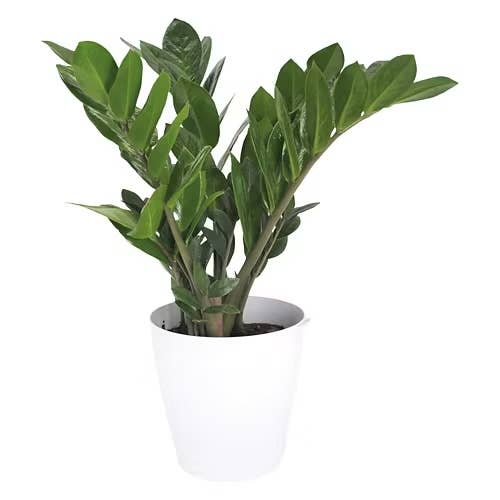 jade bonsai plant Baby Jade Bonsai Tree Land/Water Pot With Scalloped Edges