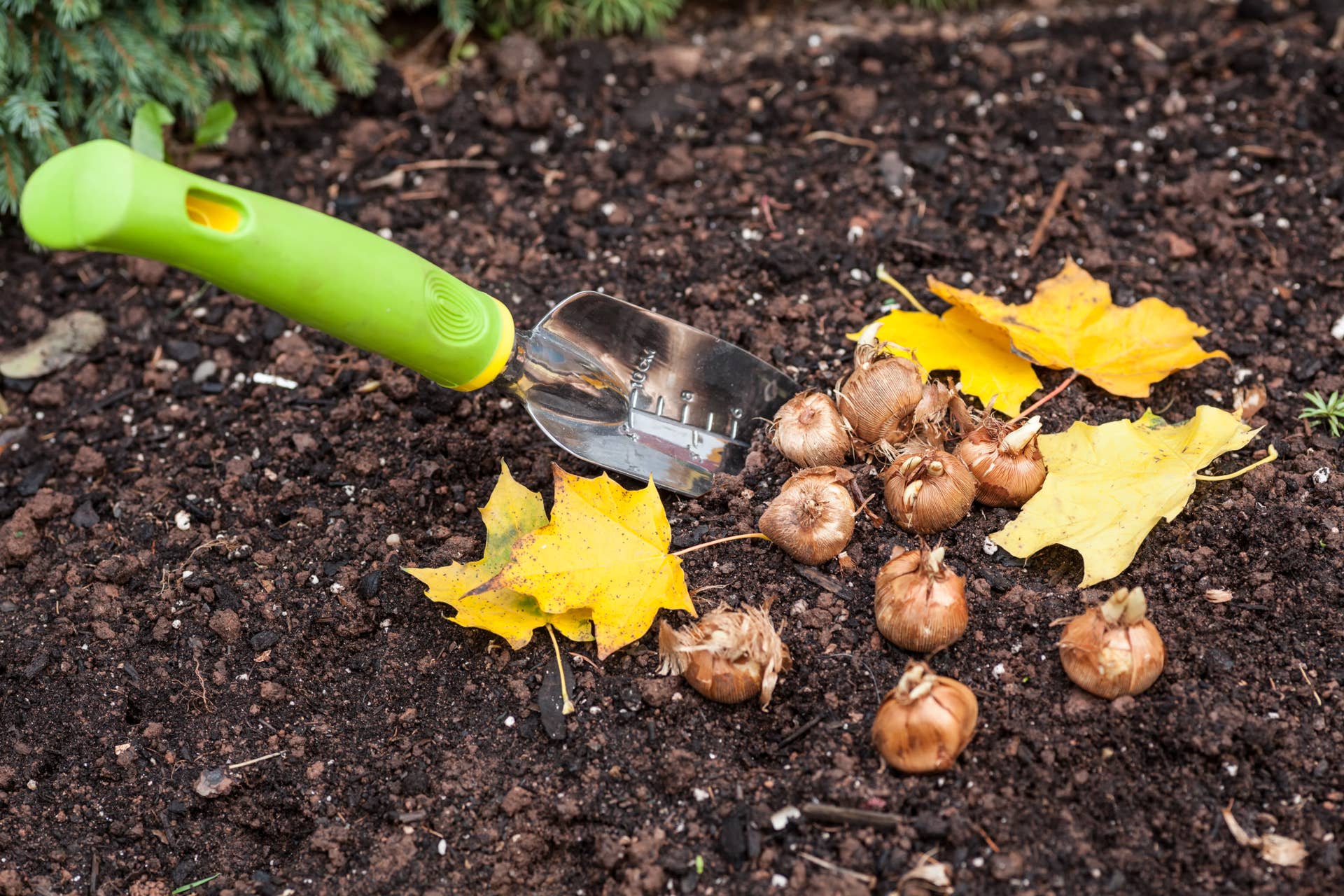 The Exact Right Time To Plant Fall Bulbs for Spring Color - Dengarden