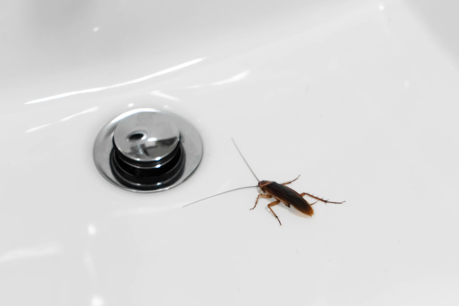 How To Identify and Control Insects and Bugs in Drains - Dengarden