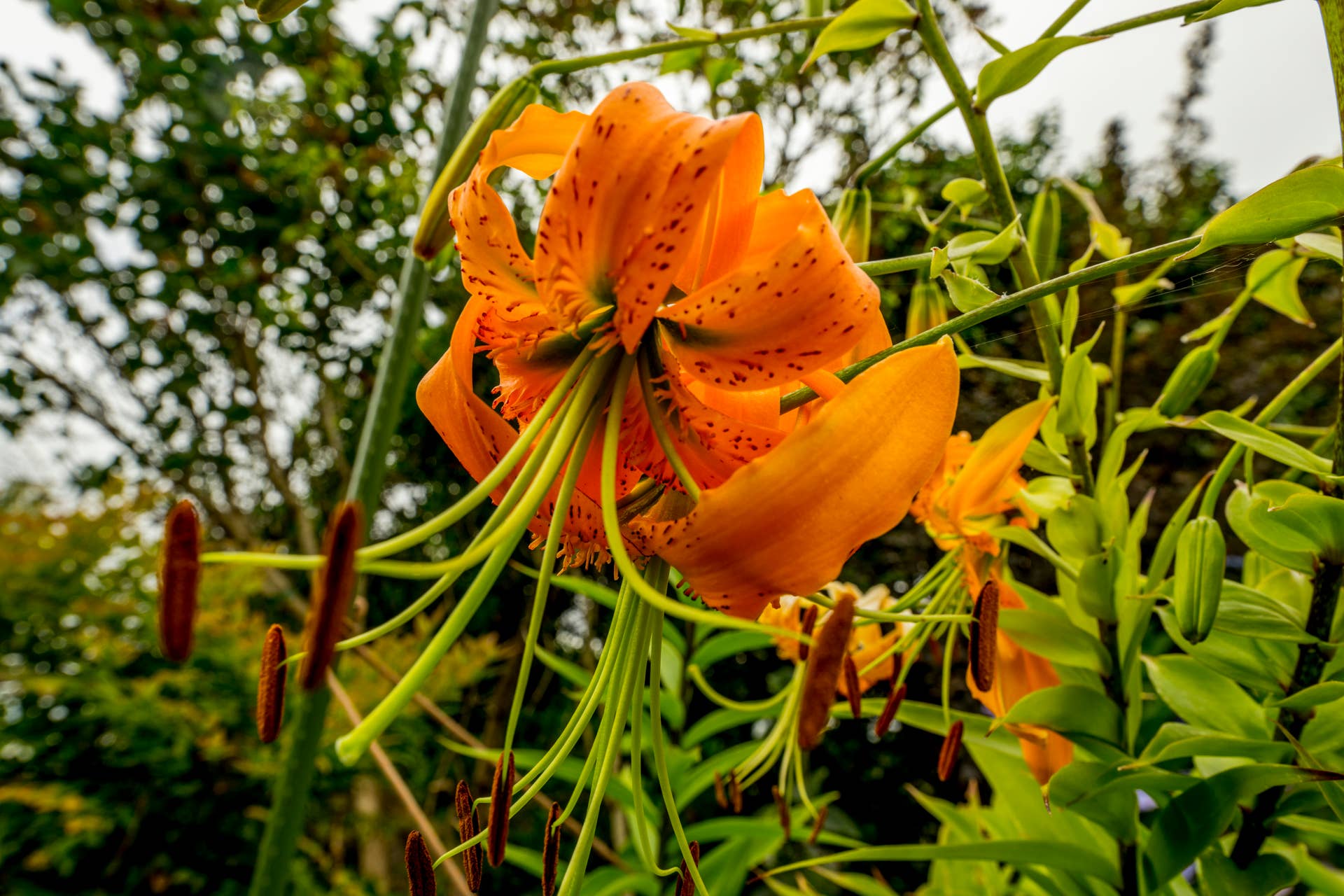 How to Plant and Care for Tiger Lilies - Dengarden
