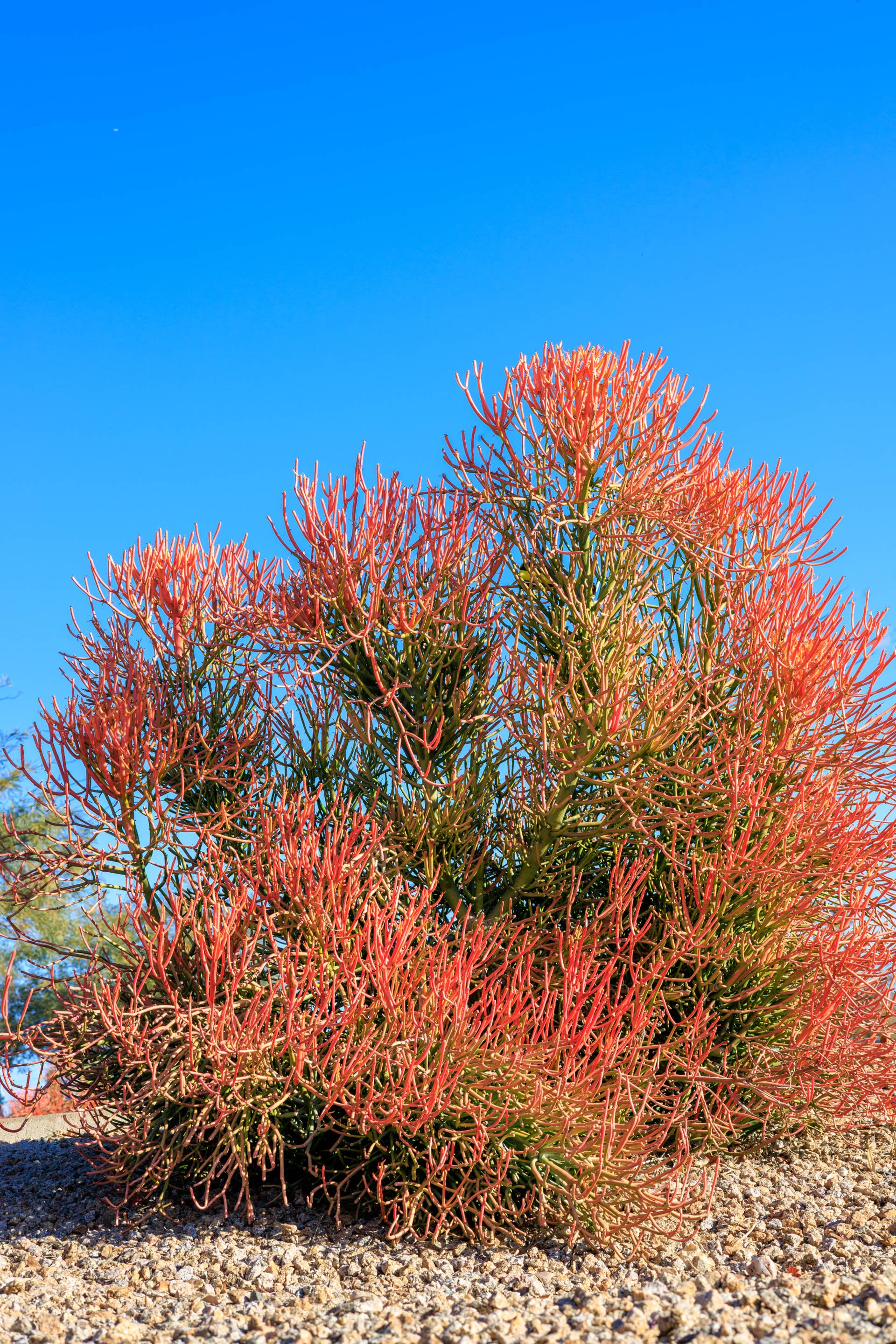 How to Care for Firestick Succulents - Dengarden