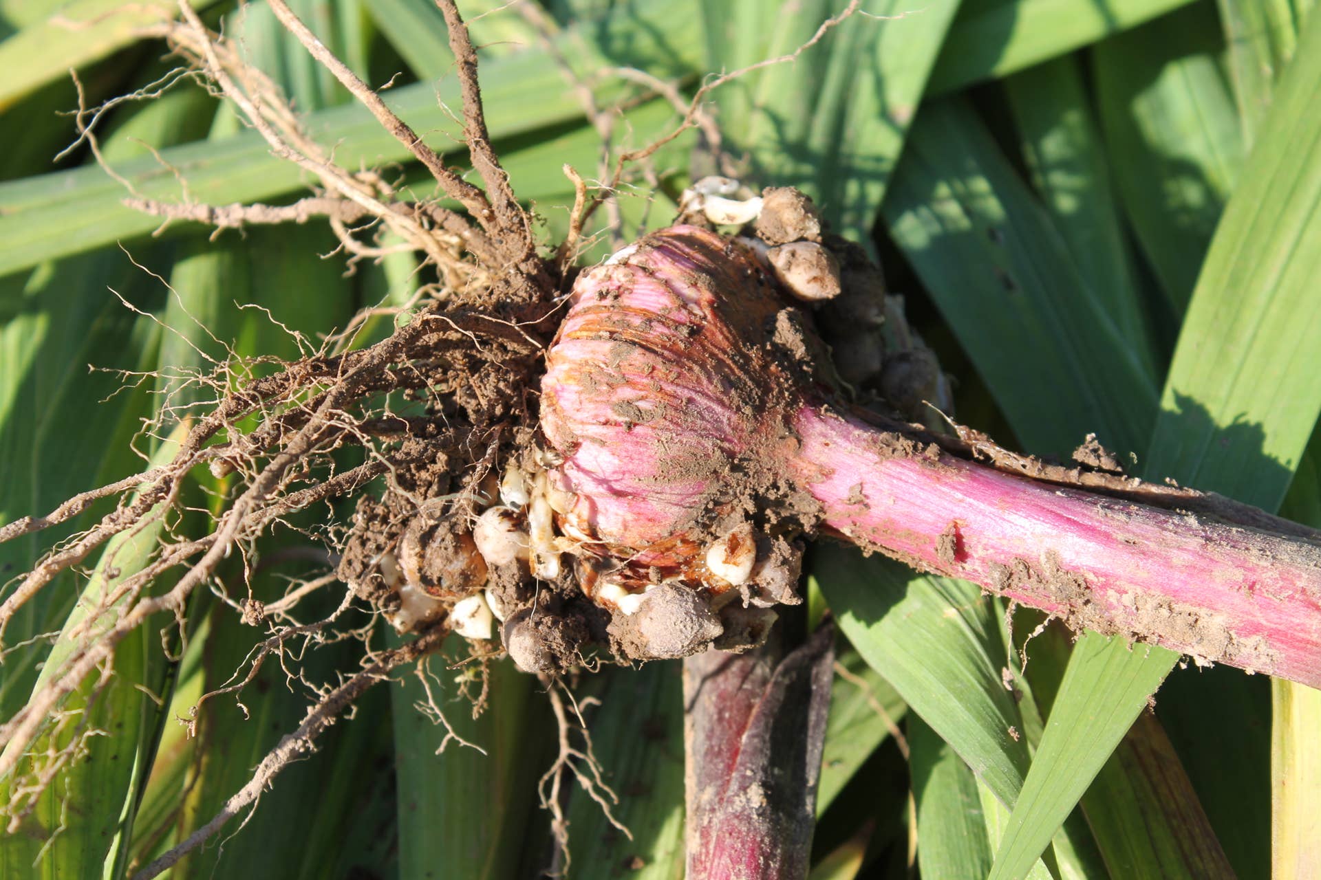 How to Dig Up Gladiolus Bulbs Before Frost Hits According to Experts ...