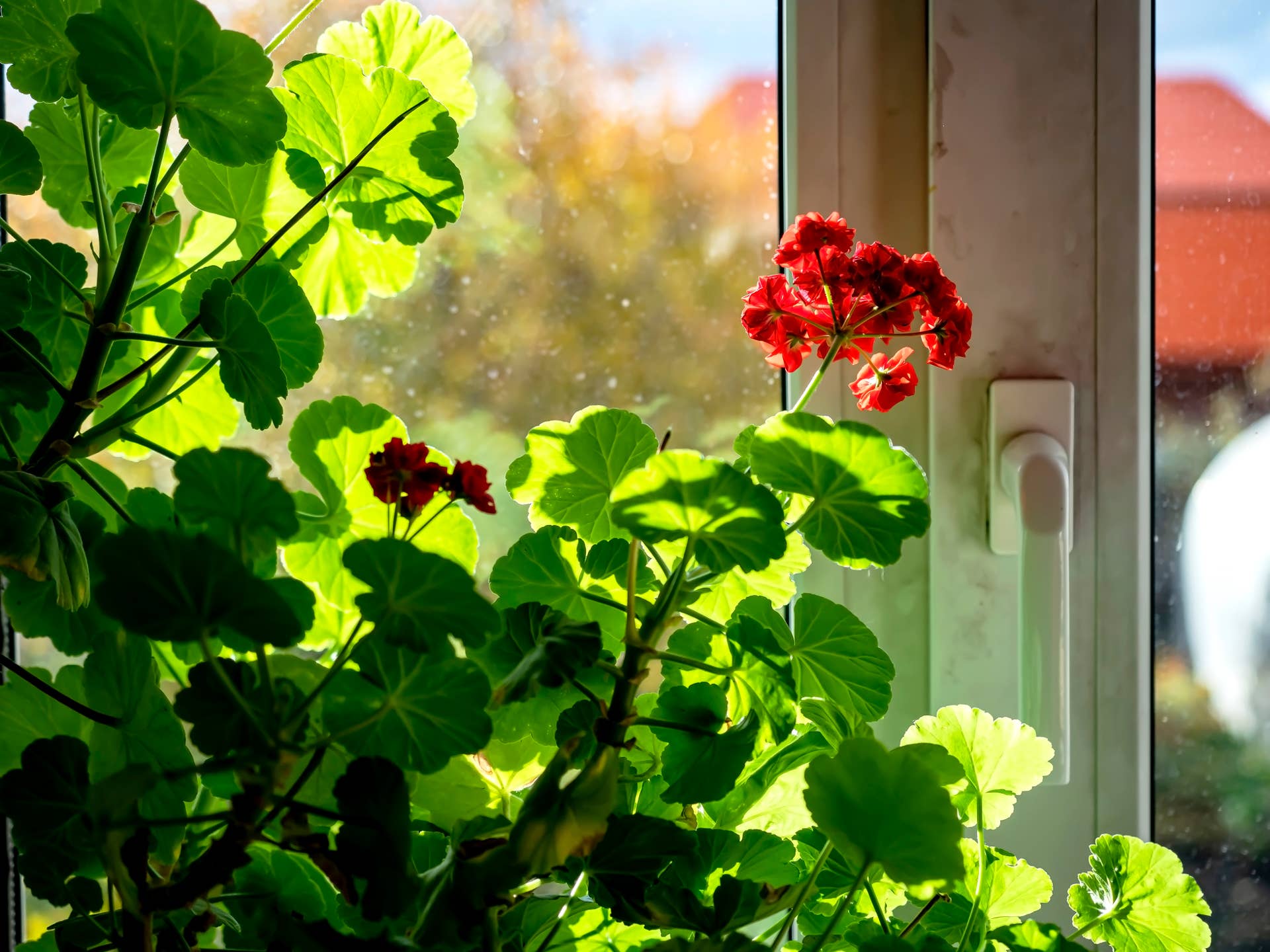 double red geranium flowers on a blurred background, macro, flowers on the windowsill