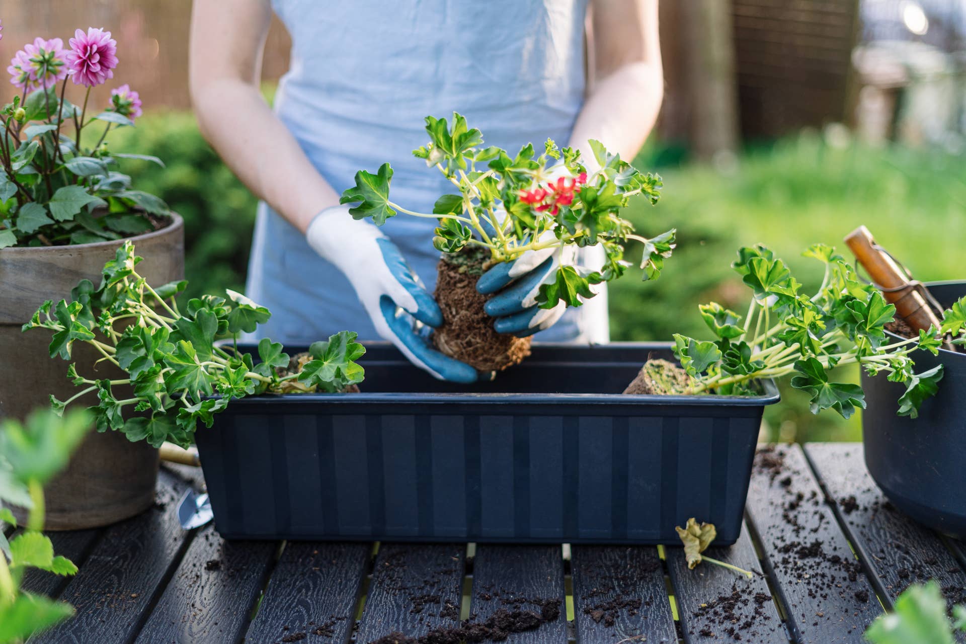 Cropped shot of gardener woman, moved the blooming pelargonium from its small box to spacious pot. Female working in the vibrant garden, standing outdoors decorating her botanical garden with flowers