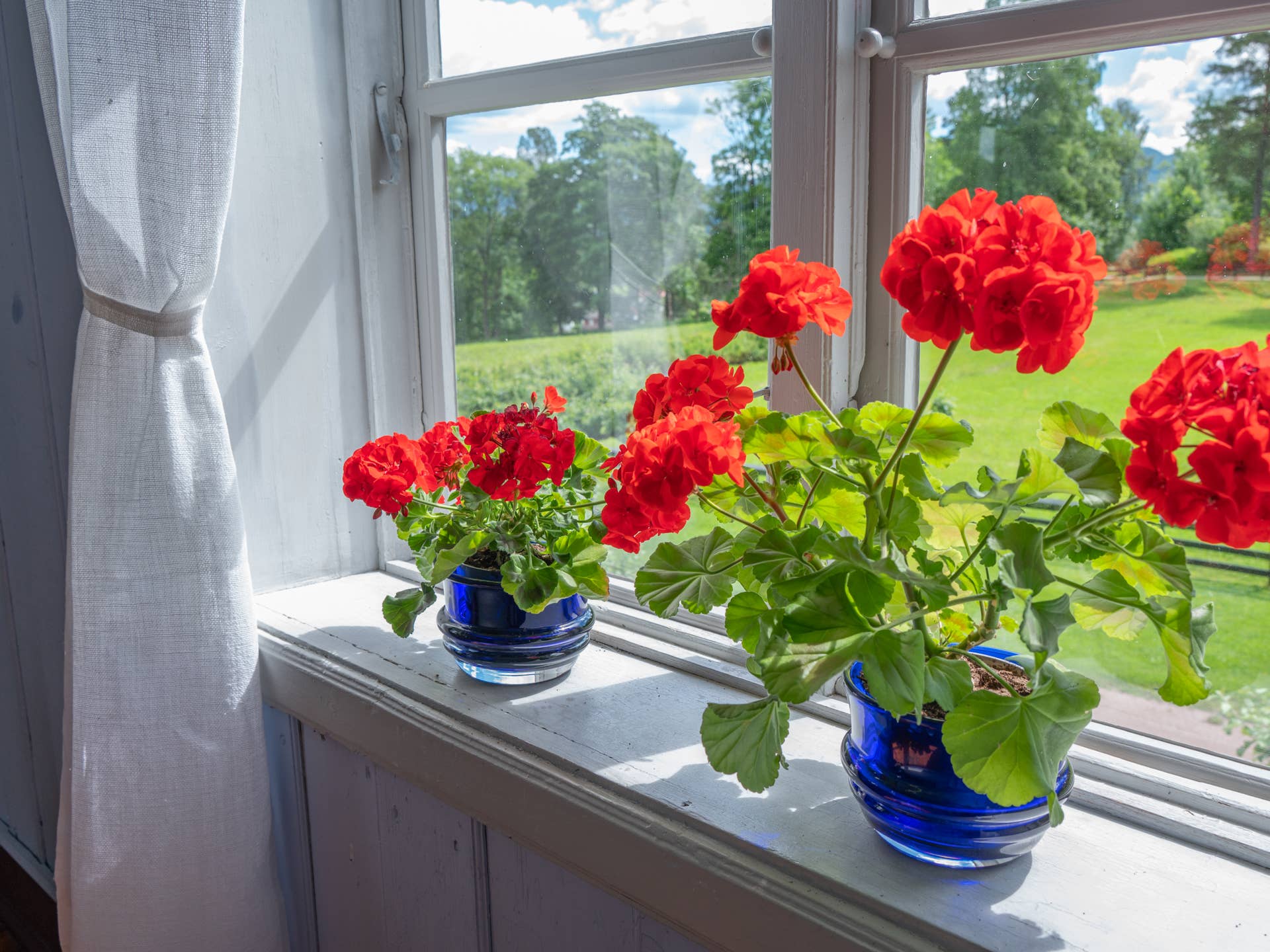 Two potted geranium plants with red flowers on the window sill in a living room.