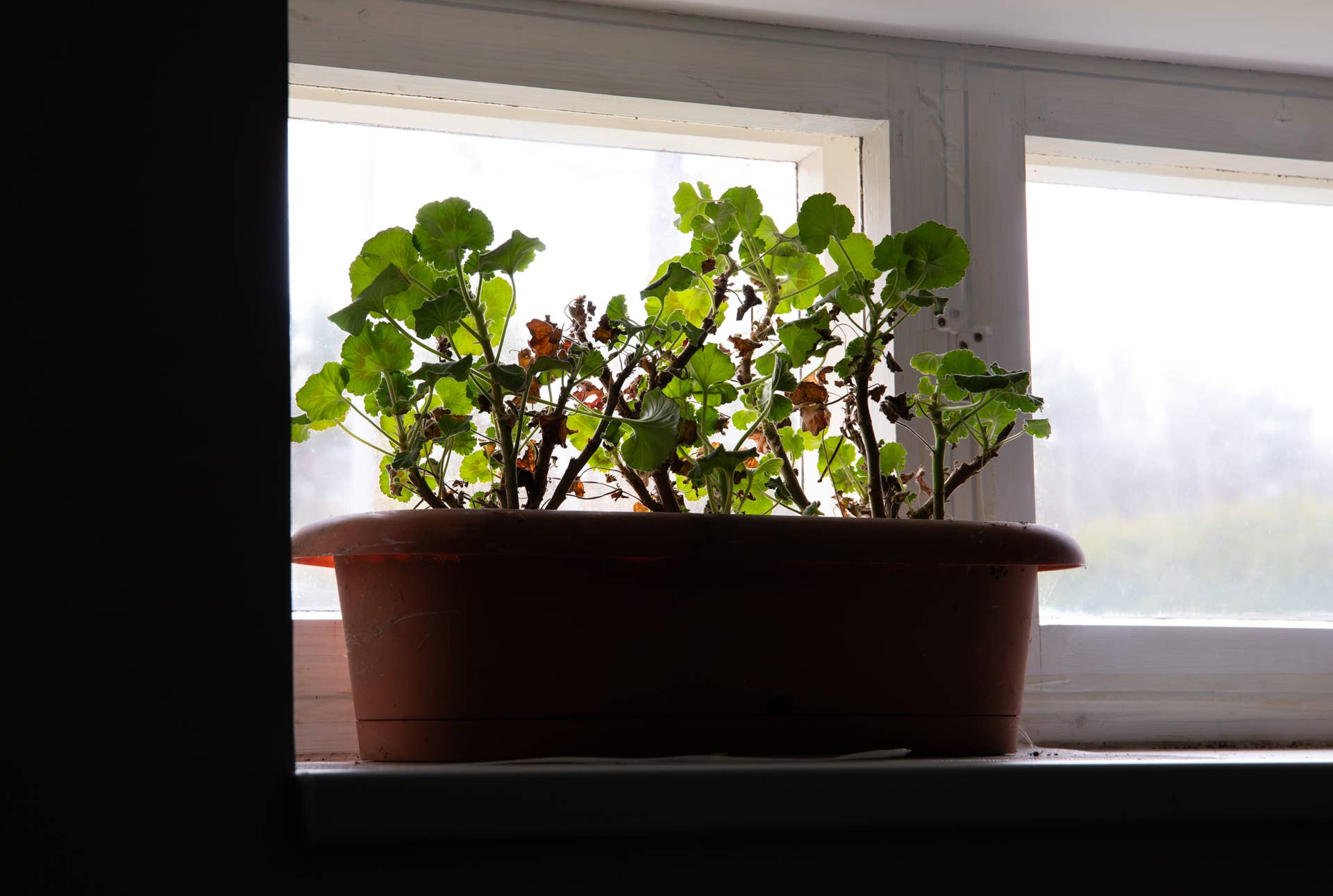Overwintering Pelargoniums or geraniums, pelargoniums or storksbills in a dark cool place like basement or garage. Flower plant with fresh green leaves in flower pot on basement window indoors, waiting for summer.