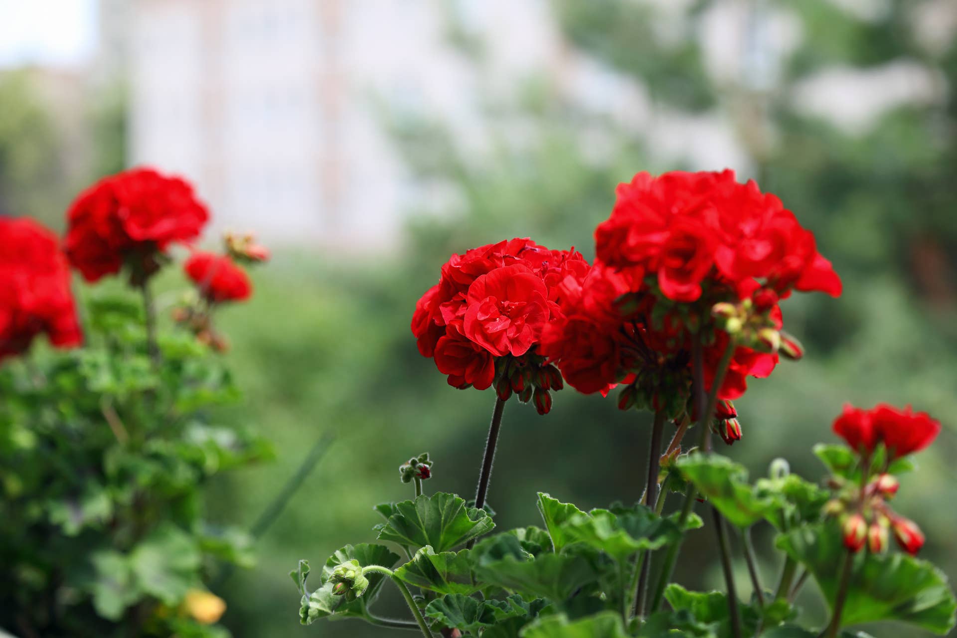 Don't Throw Those Geraniums out! How to Overwinter Geraniums for Next Year  - Dengarden