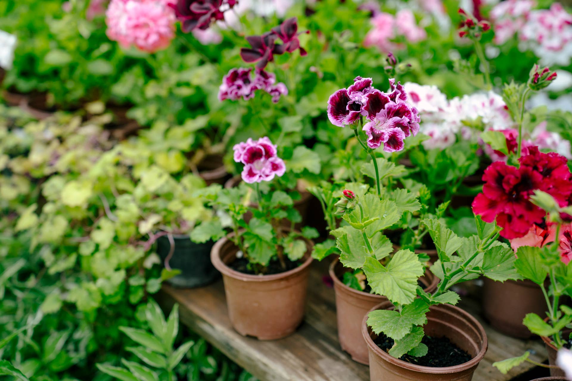 Pots with colorful geranium flowers. Home plants.