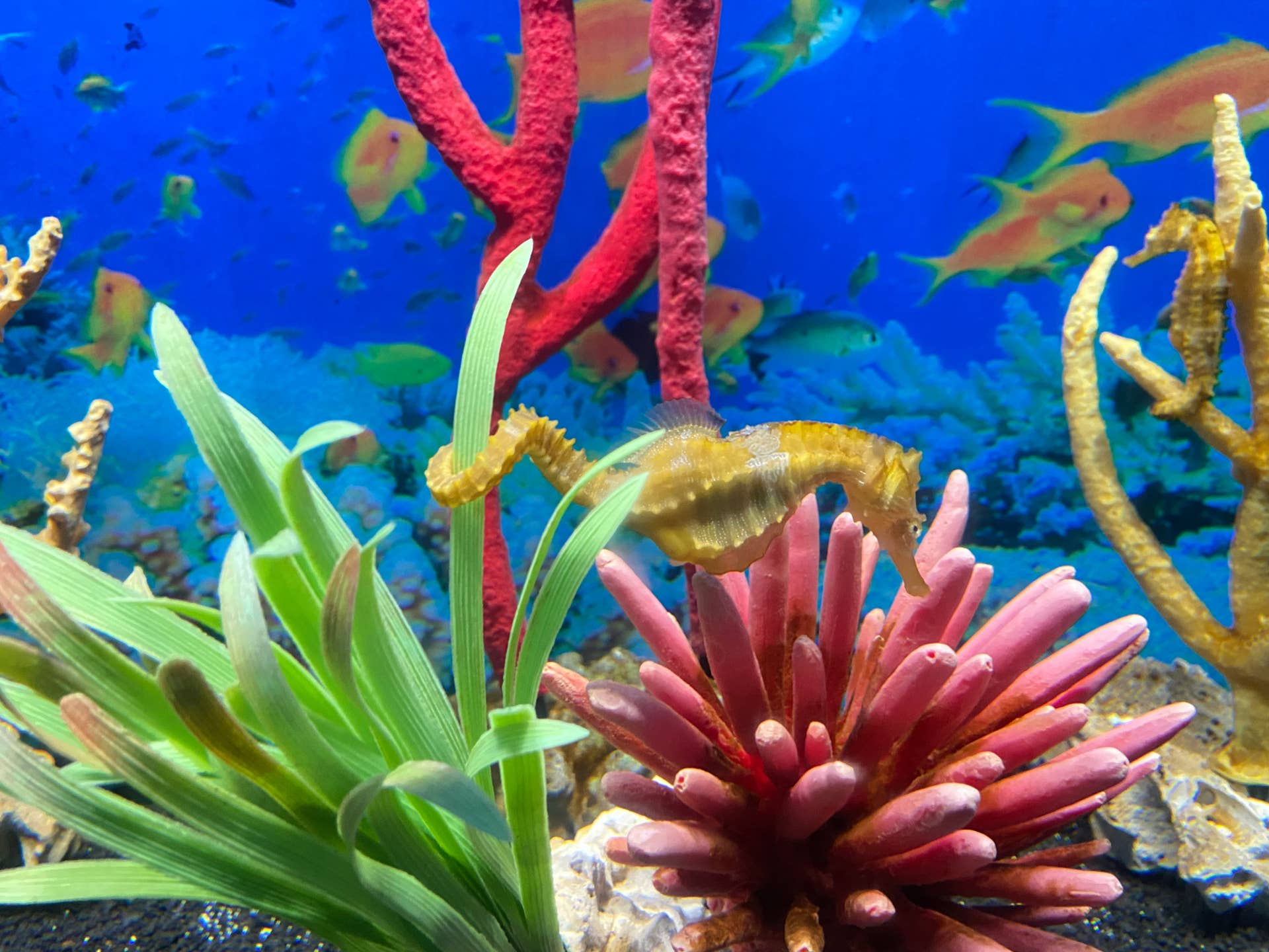 How to Use Fluval Stratum for Your Plants, Indoors and Out - Dengarden