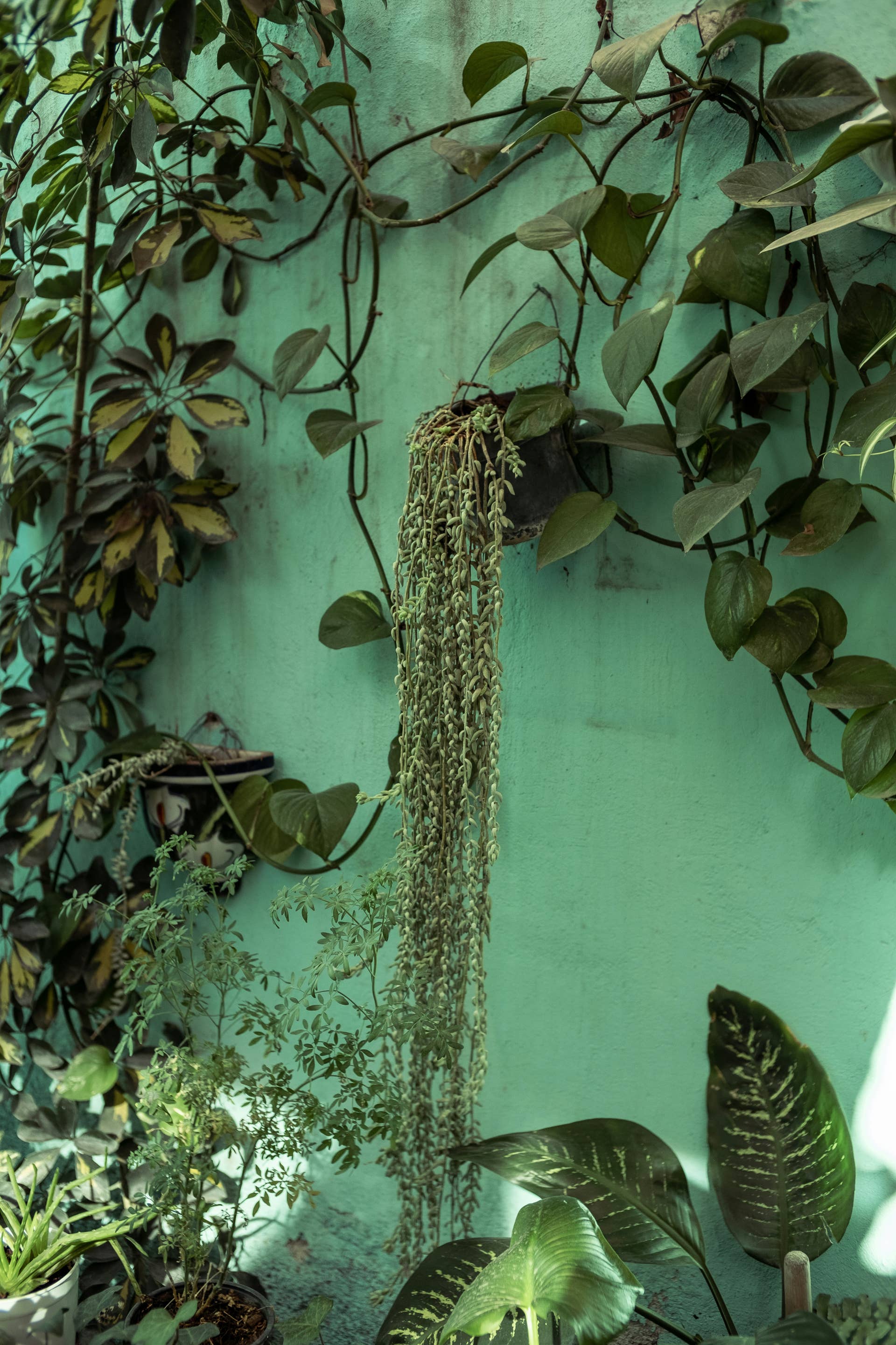 aidan plant Aidan Fruit- Prekese 6 Pods – TinaKKollection main image 1