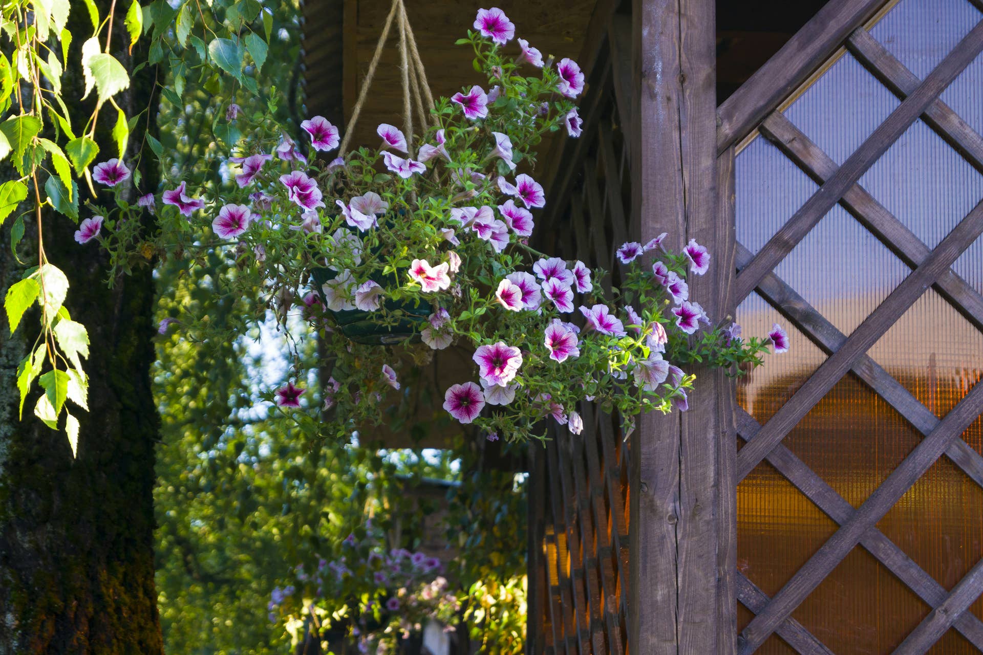 How to Hang Plants From an Apartment Balcony - Dengarden
