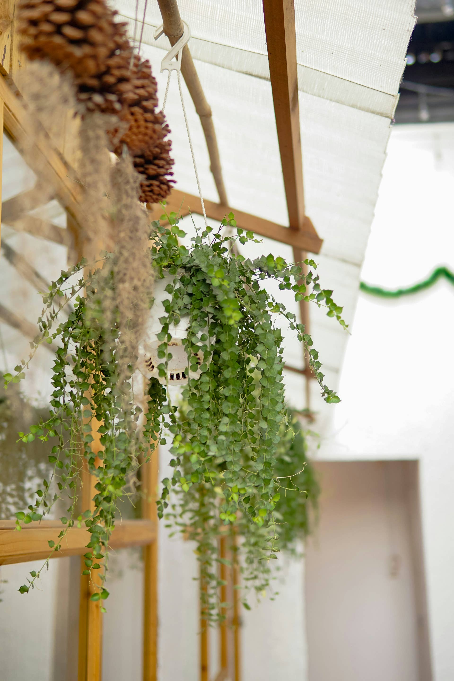 silver hanging plant Dichondra Silver Falls | Two Live Plants | Non-GMO main image 1