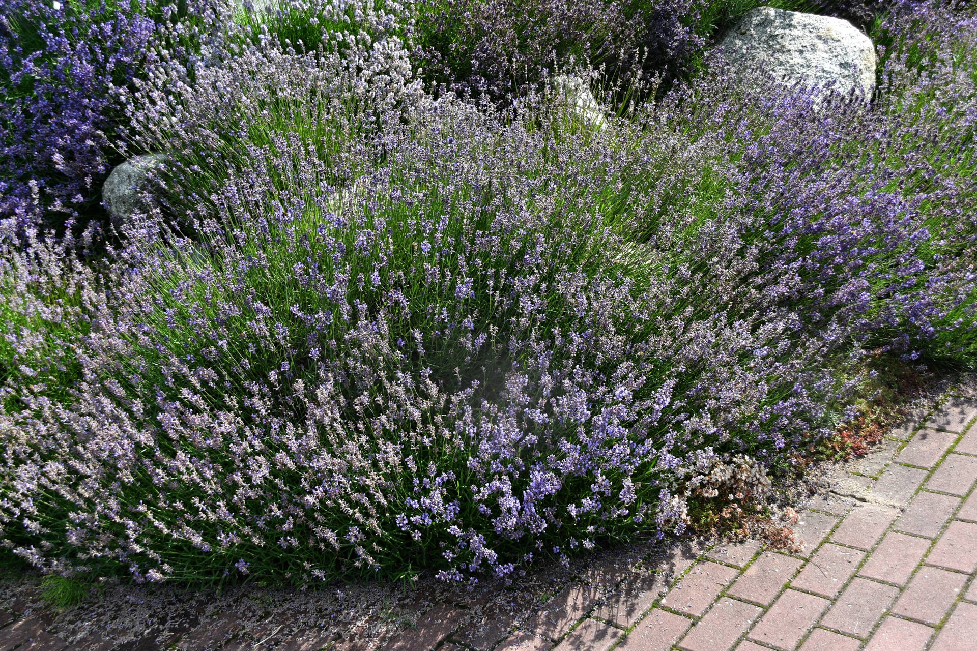 How to Grow Lavender in Acid or Clay Soil - Dengarden