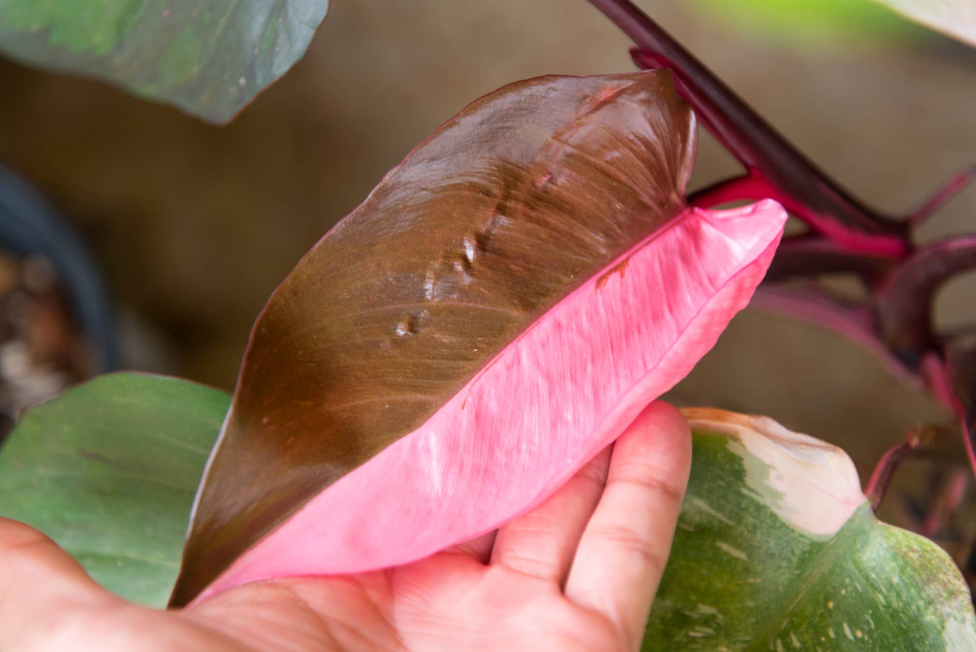 How to Grow and Care for Pink Princess Philodendron - Dengarden