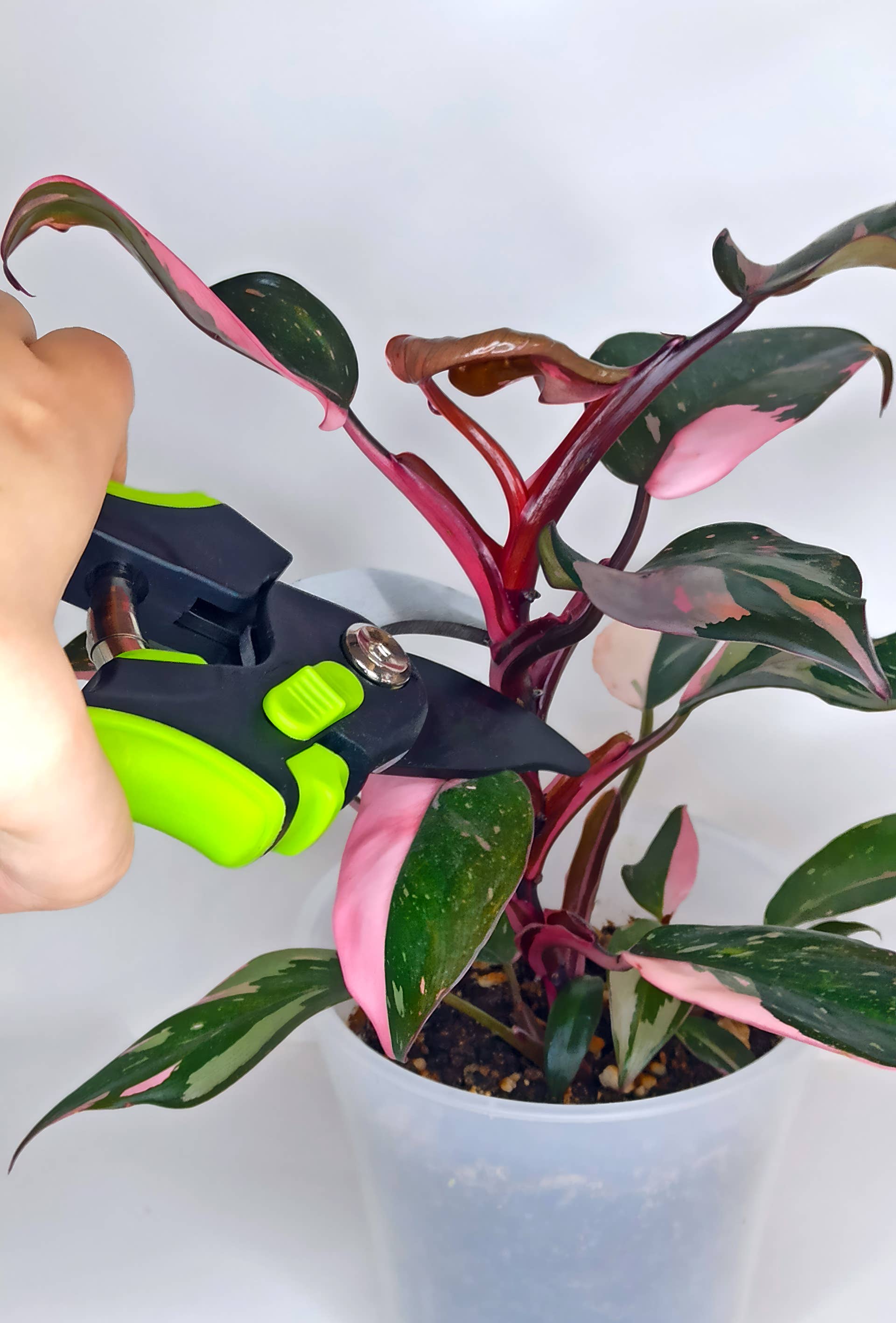 How to Grow and Care for Pink Princess Philodendron - Dengarden