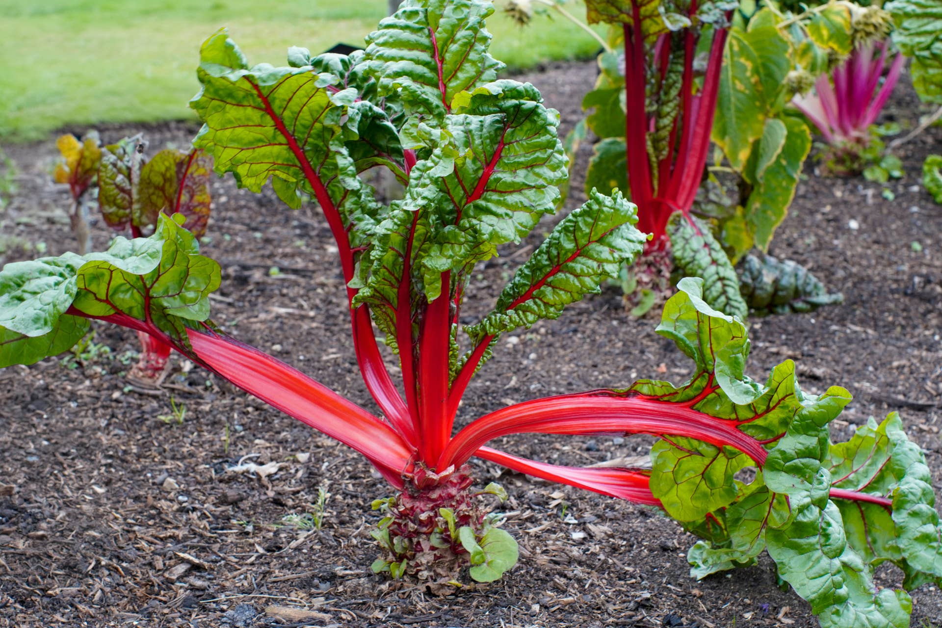 Color Chard How to Plant and Grow Swiss Chard - Dengarden