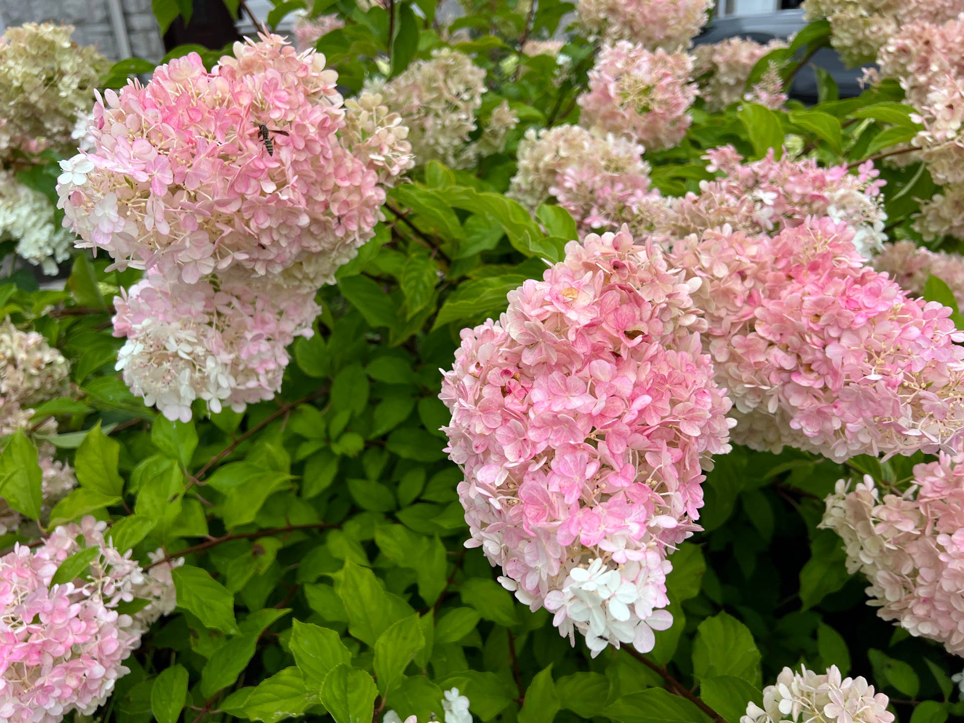 Hydrangea Pruning Guide How to Know Which Varieties to Prune Dengarden