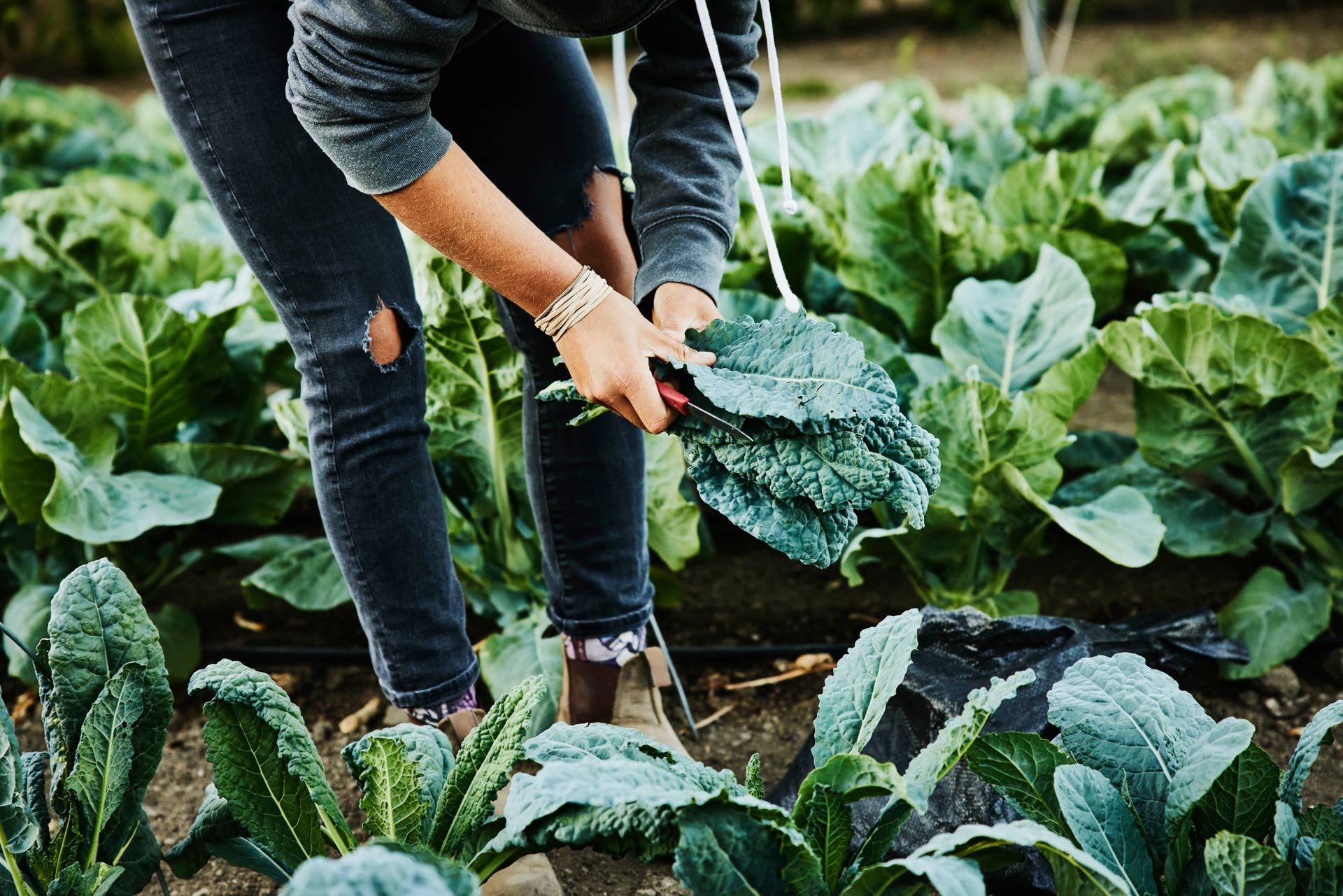 How to Plant and Grow Kale - Dengarden
