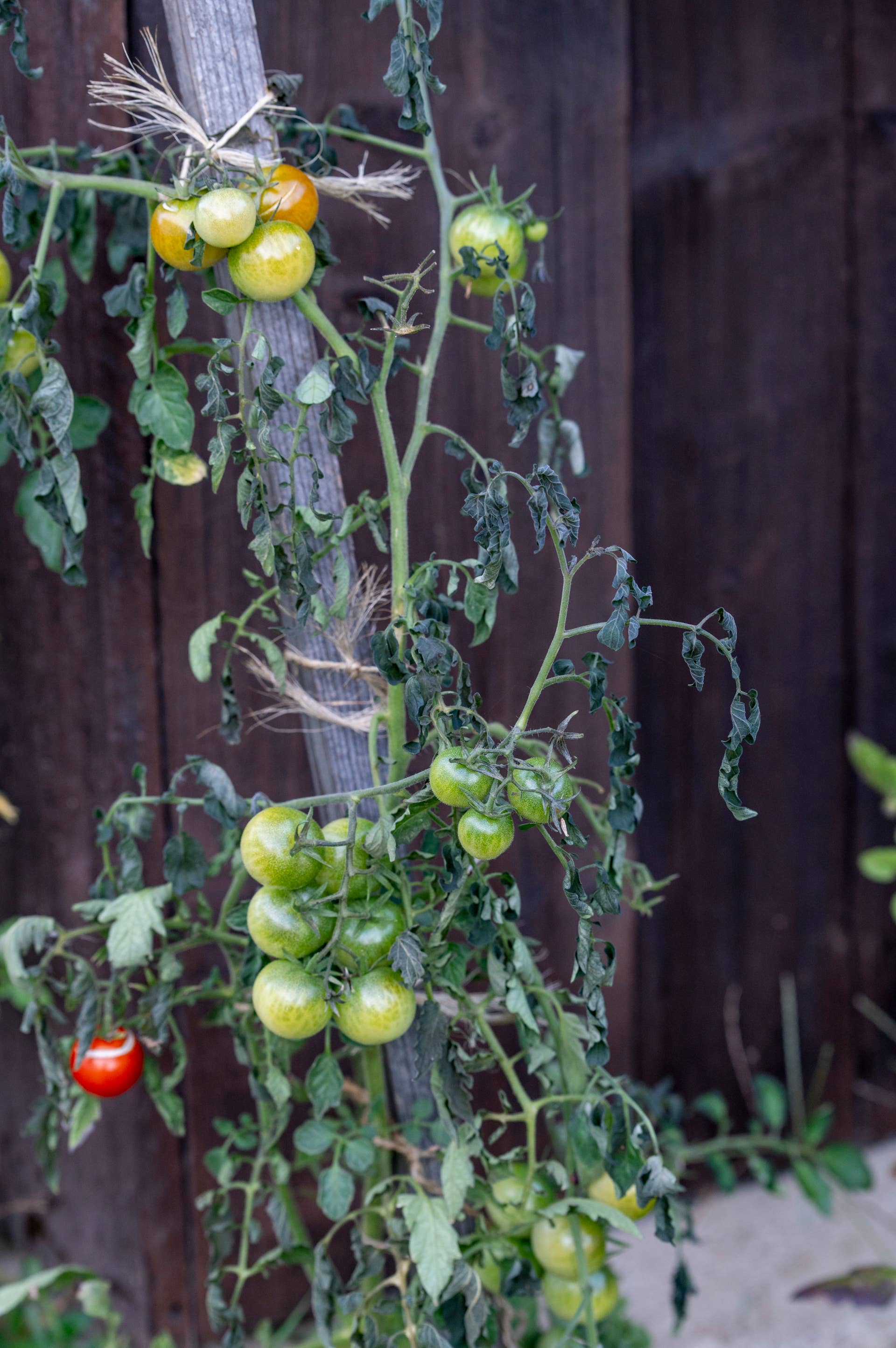 How to Ripen Green Tomatoes Before a Frost - Dengarden