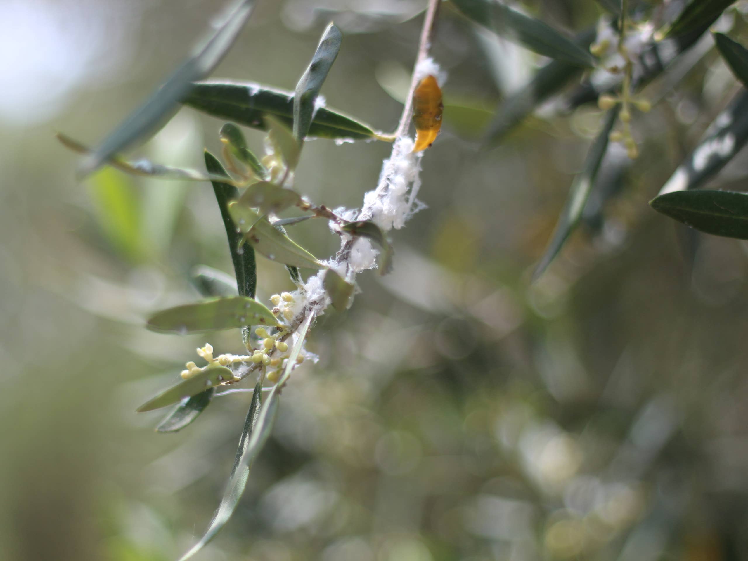Woolly Aphids: What They Are and How to Get Rid - Dengarden