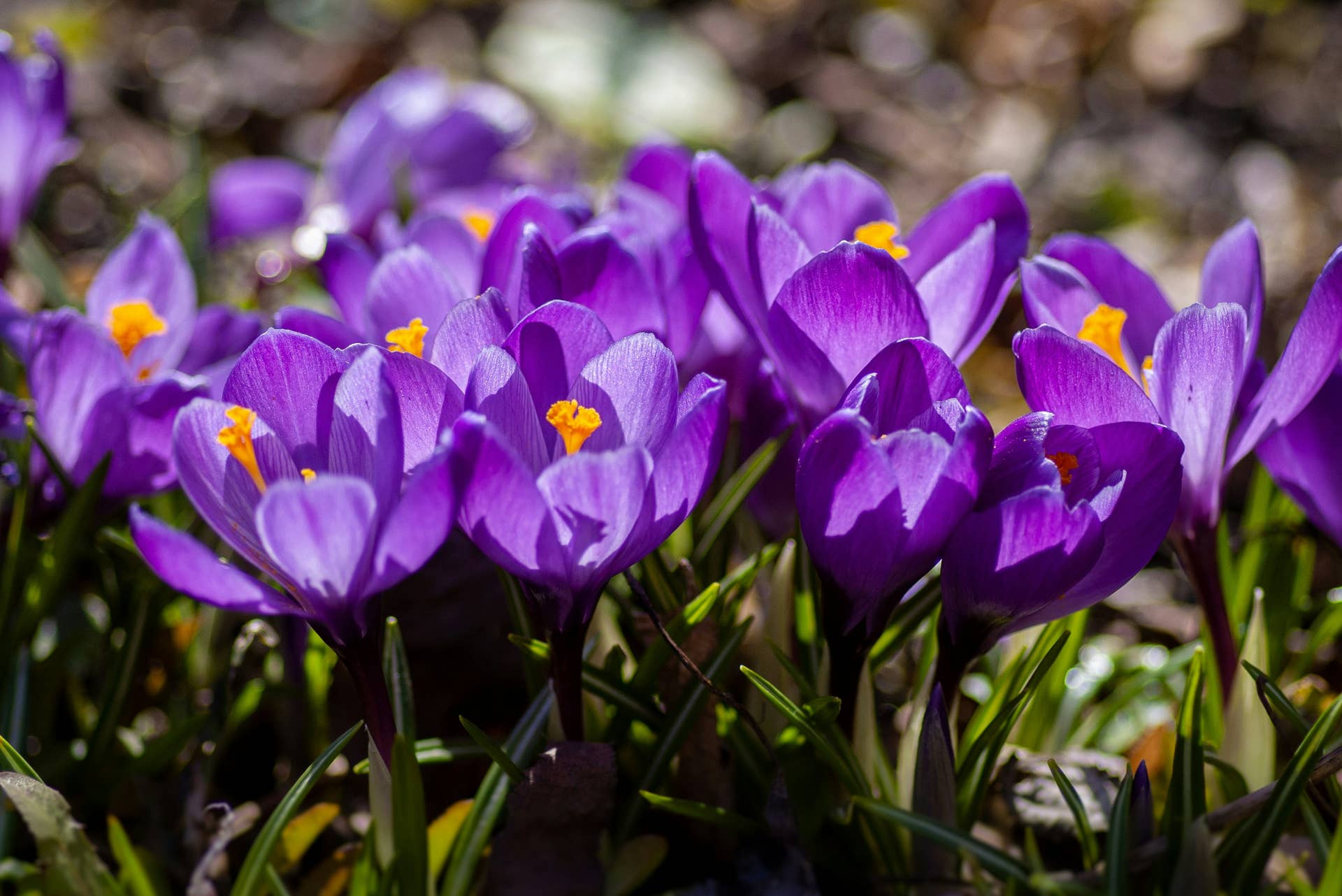 Things to Plant in November for a Beautiful Spring Garden - Dengarden