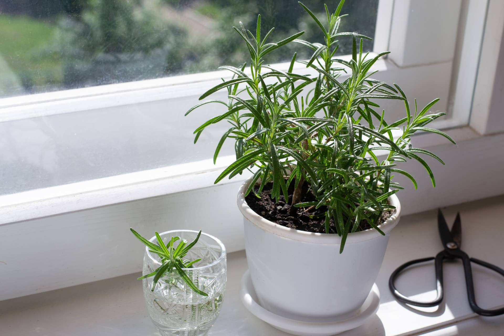 How To Grow Rosemary Indoors - Dengarden