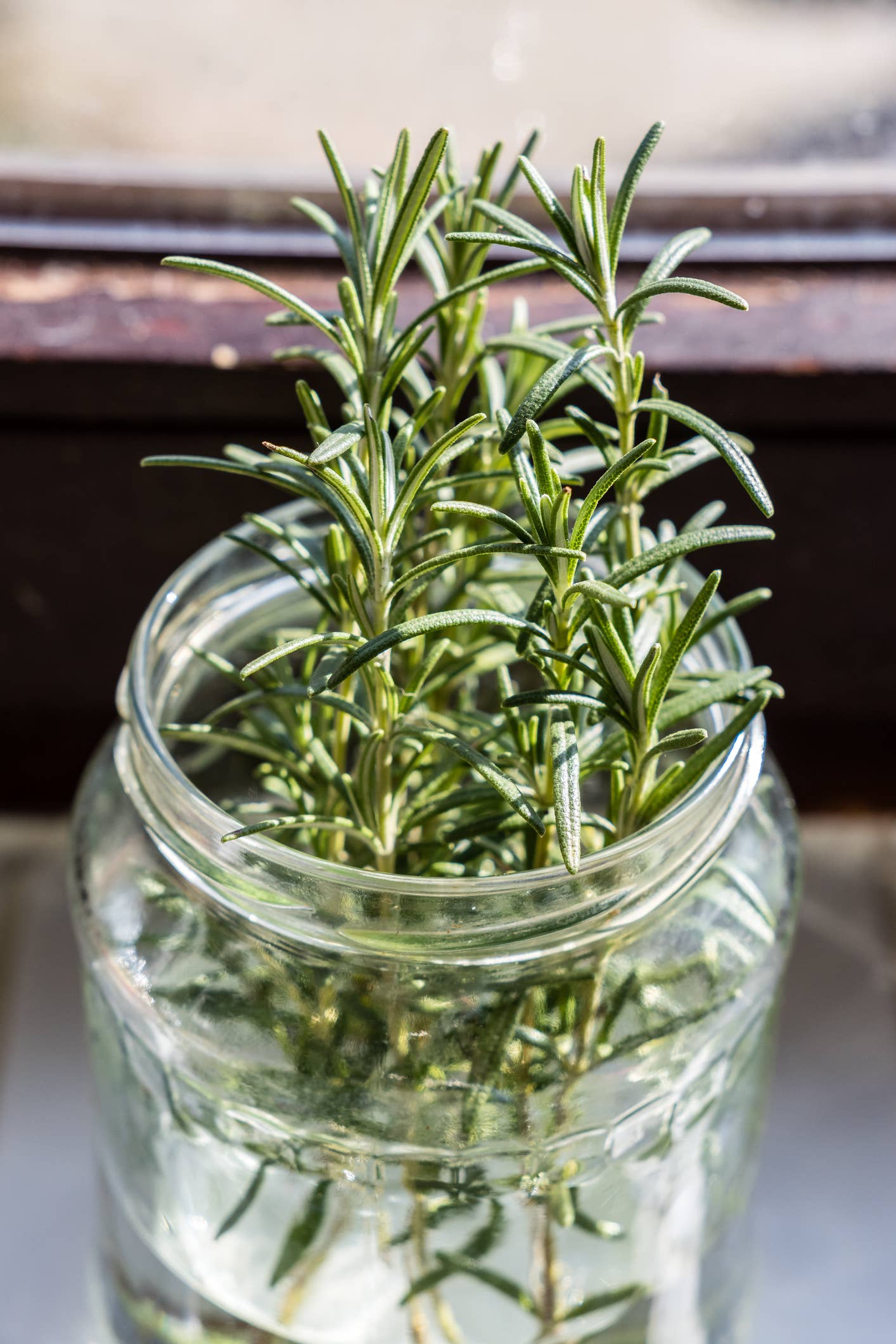 How To Grow Rosemary Indoors - Dengarden