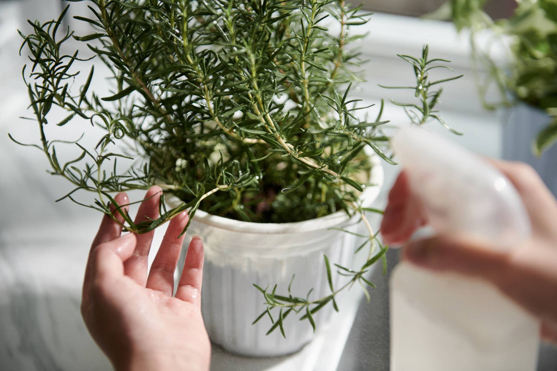 How To Grow Rosemary Indoors - Dengarden