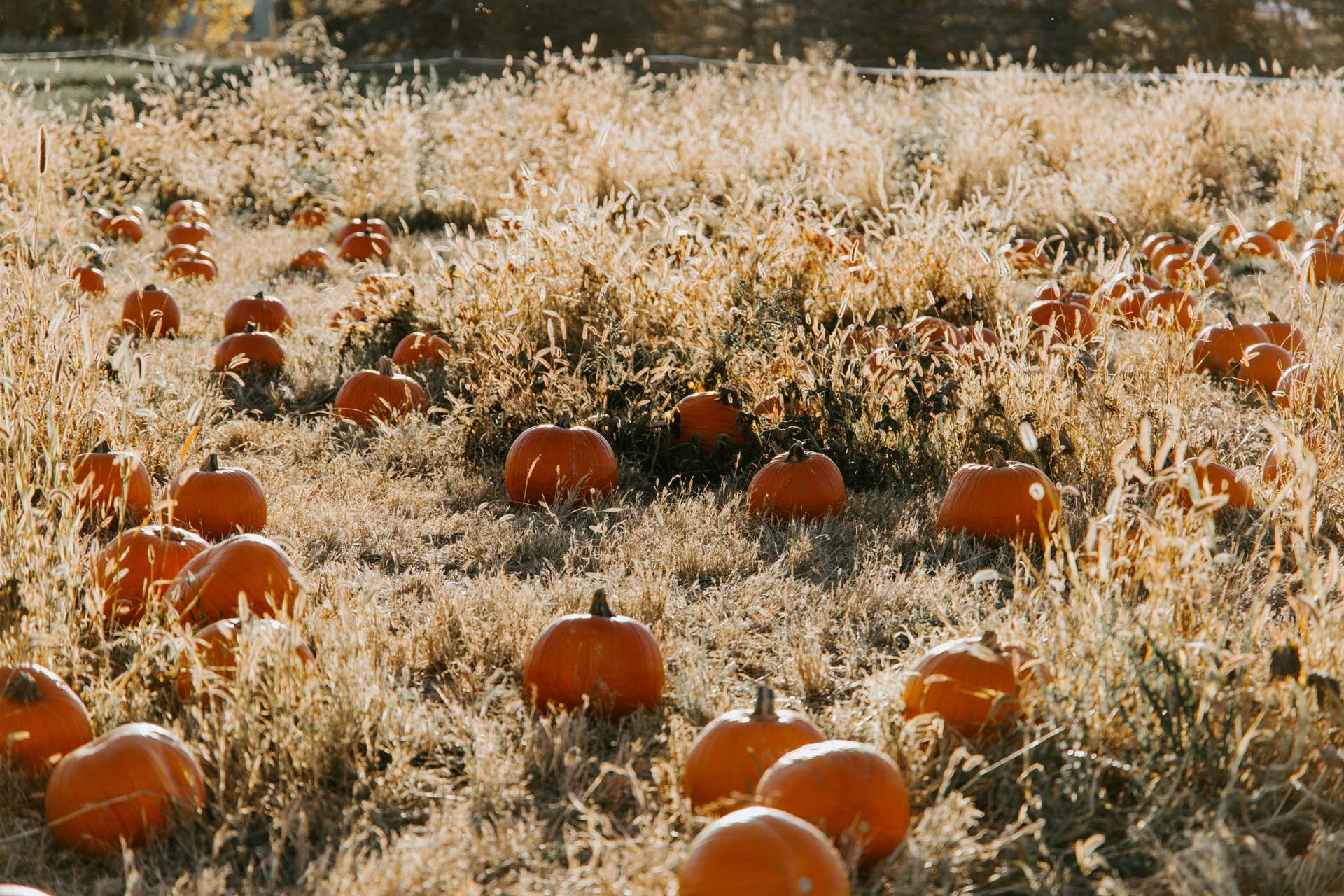 How to Save Pumpkin Seeds to Plant in Your Garden Next Year - Dengarden