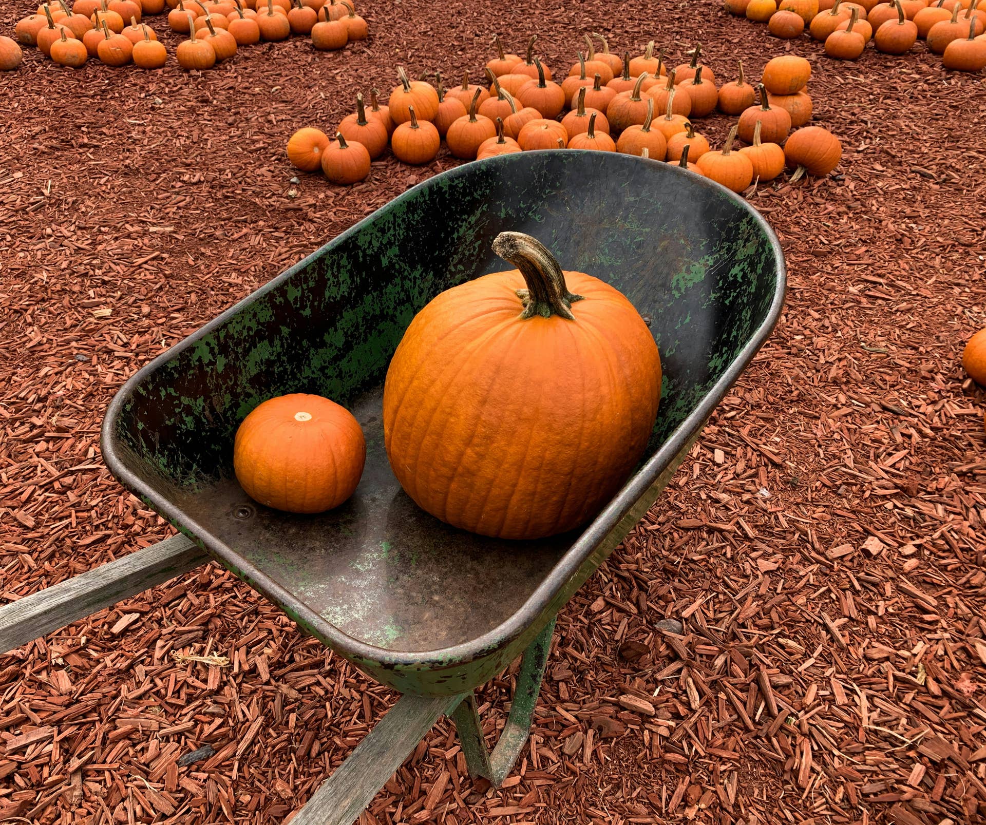 How to Save Pumpkin Seeds to Plant in Your Garden Next Year - Dengarden