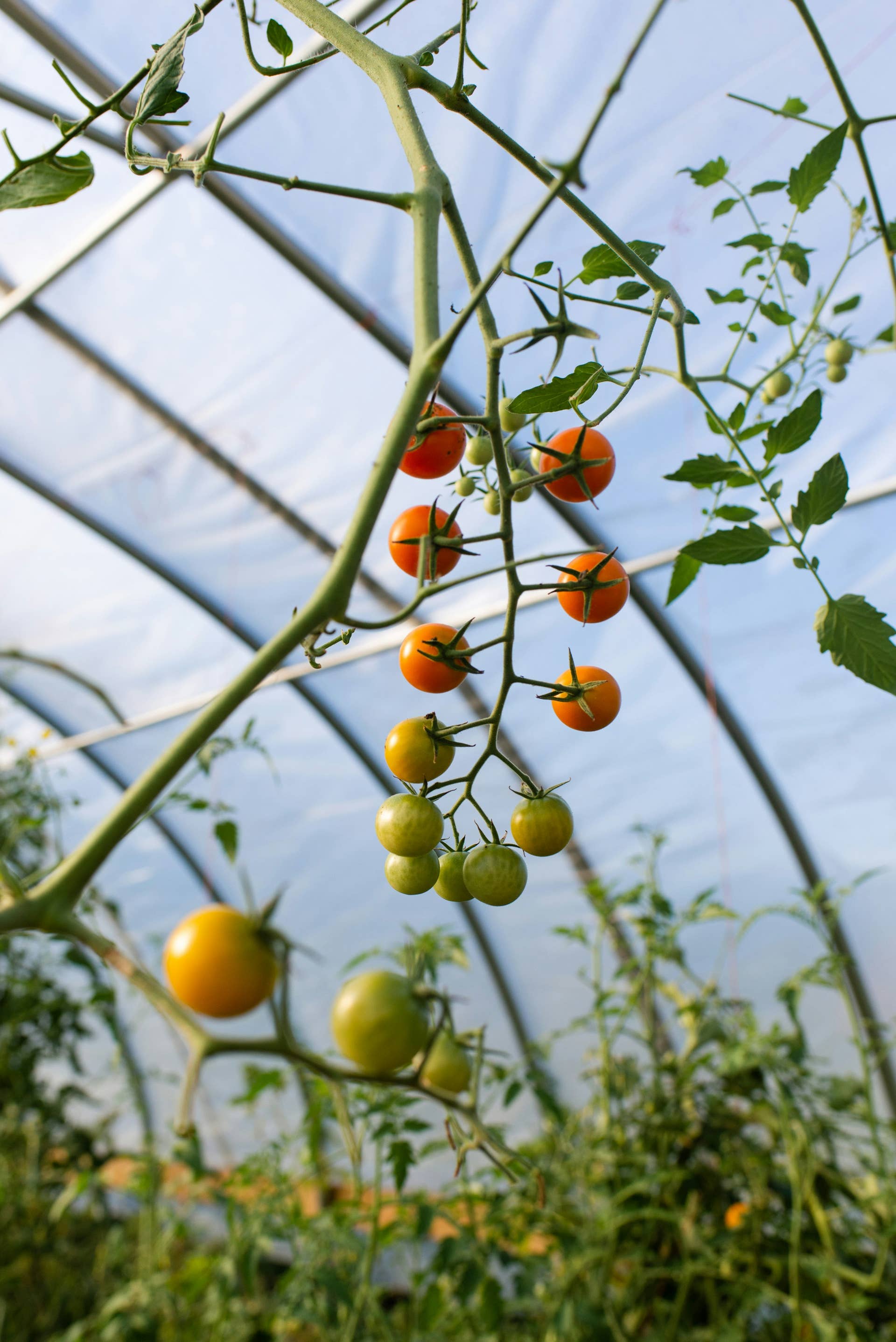10 Best Plants To Grow in a Greenhouse - Dengarden