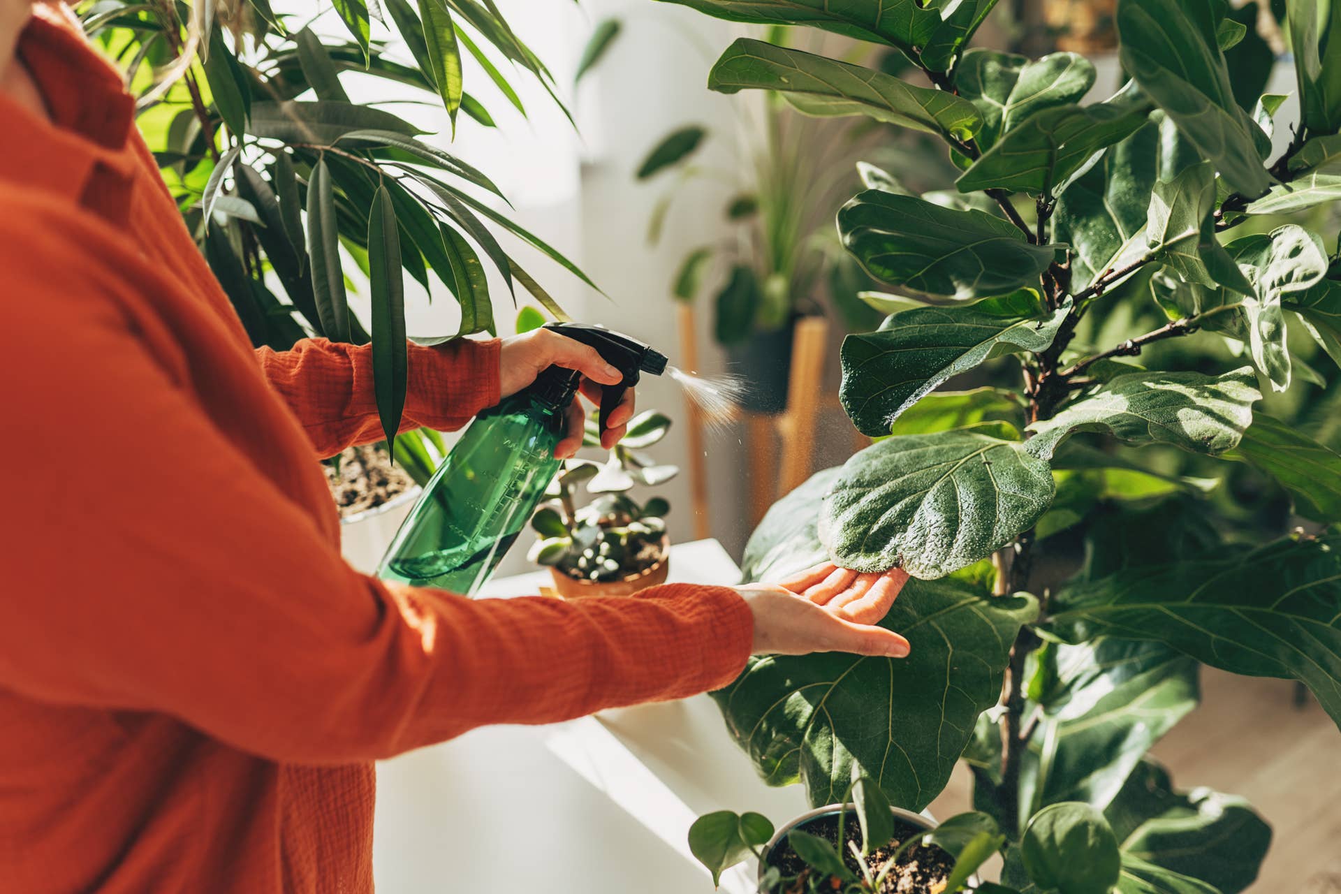 How To Water Houseplants - Dengarden