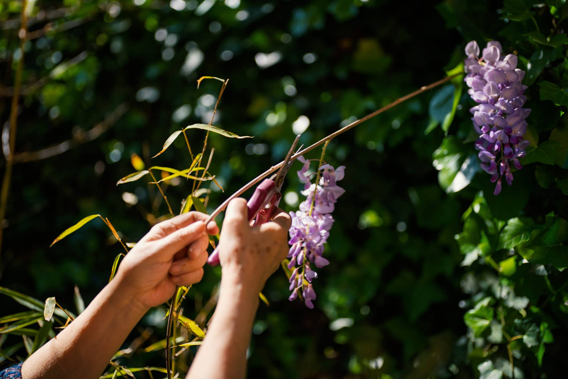 How to Grow and Care for Wisterias - Dengarden