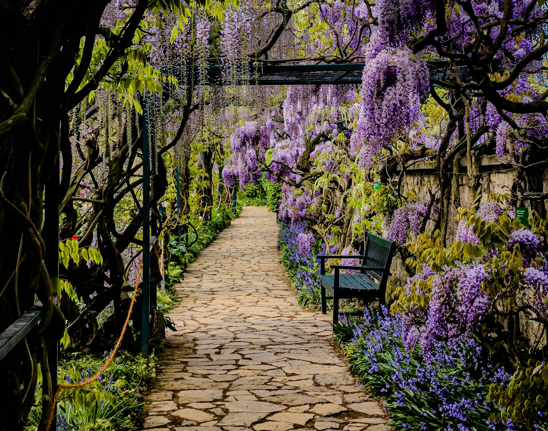 How to Grow and Care for Wisterias - Dengarden