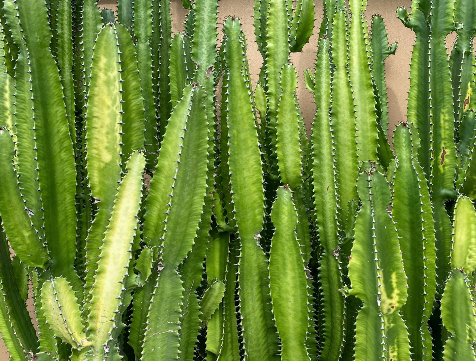 How to Care for and Propagate Euphorbia Trigona - Dengarden
